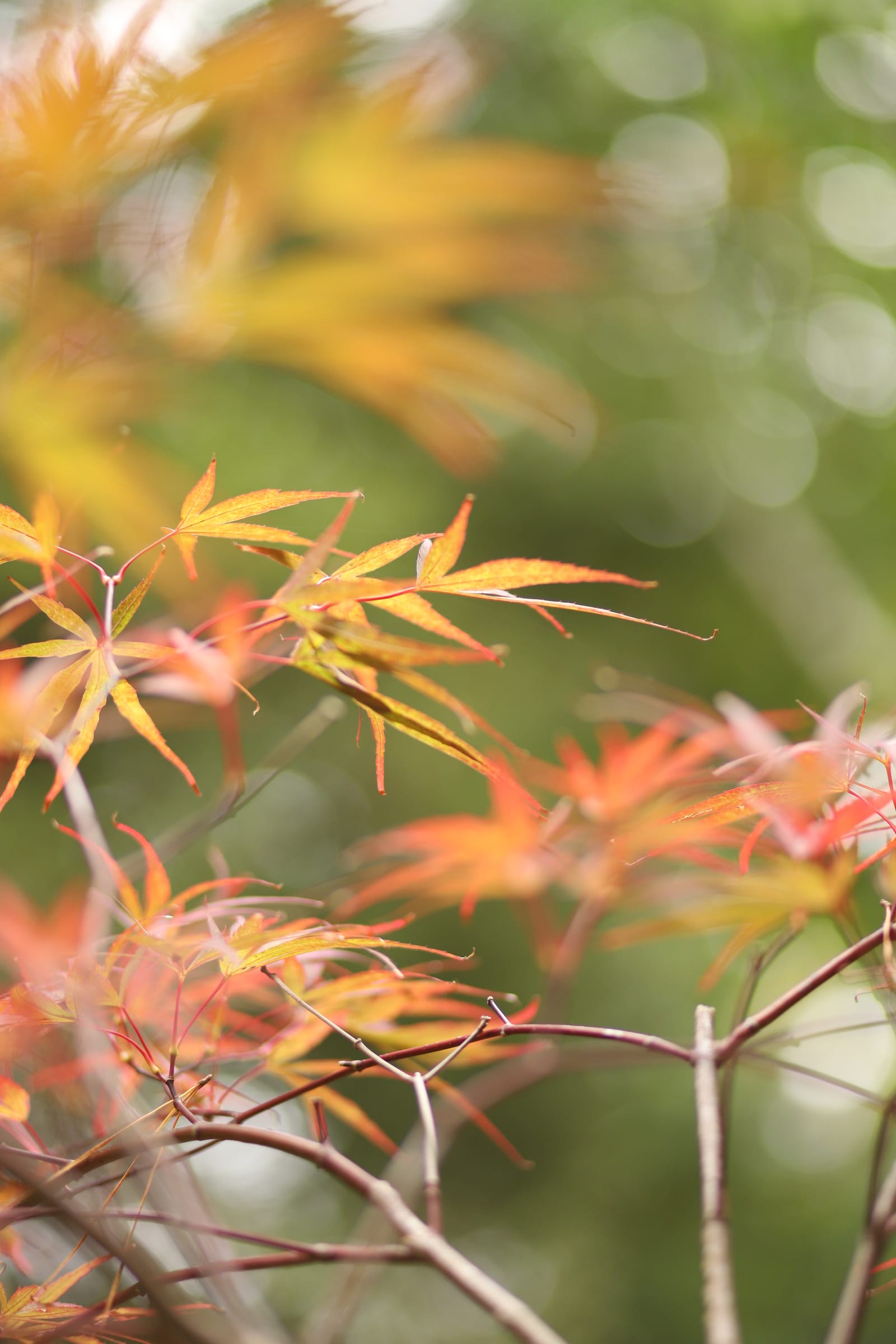 Japanese Maple