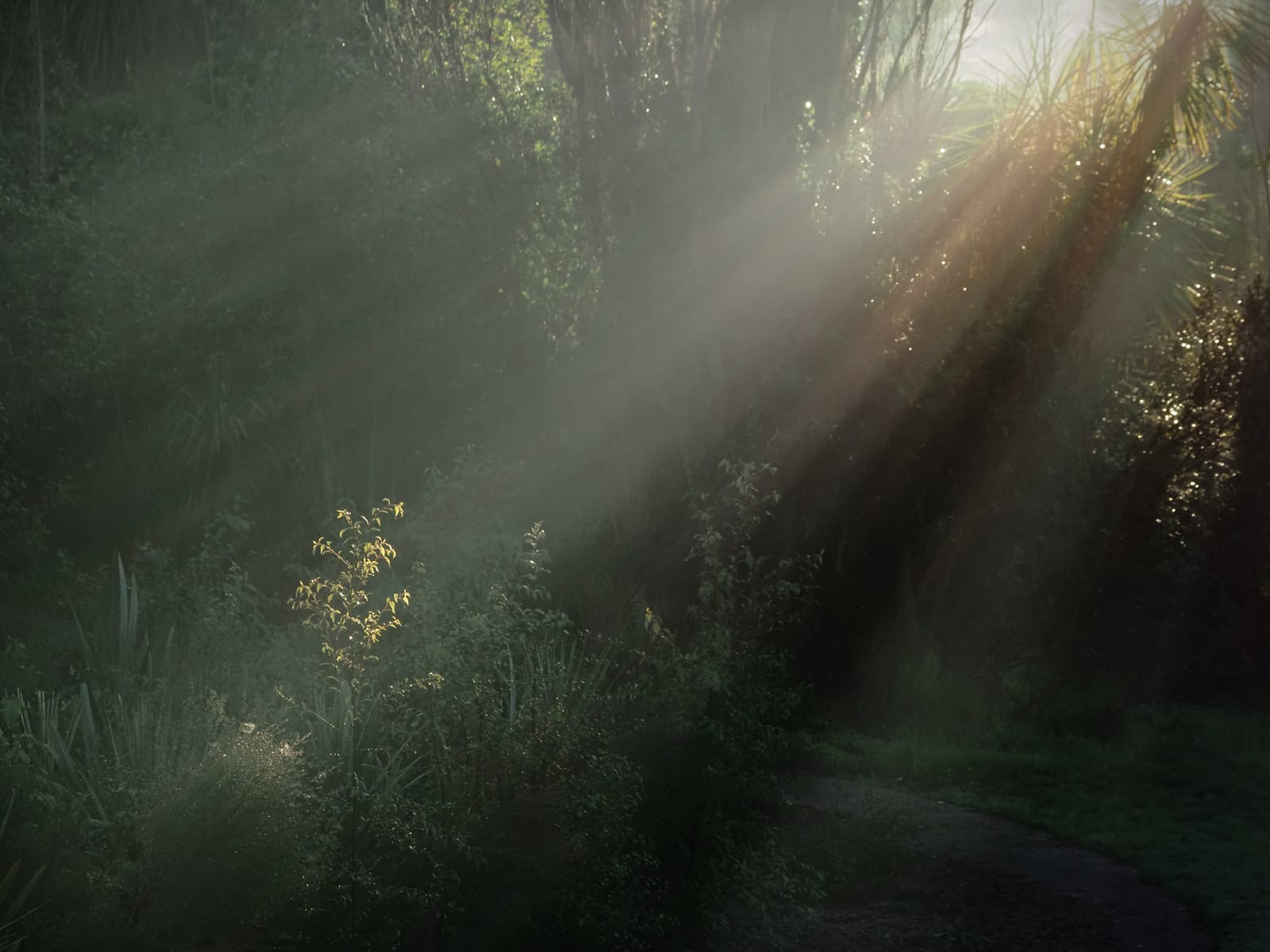 Light Rays Fog Tree