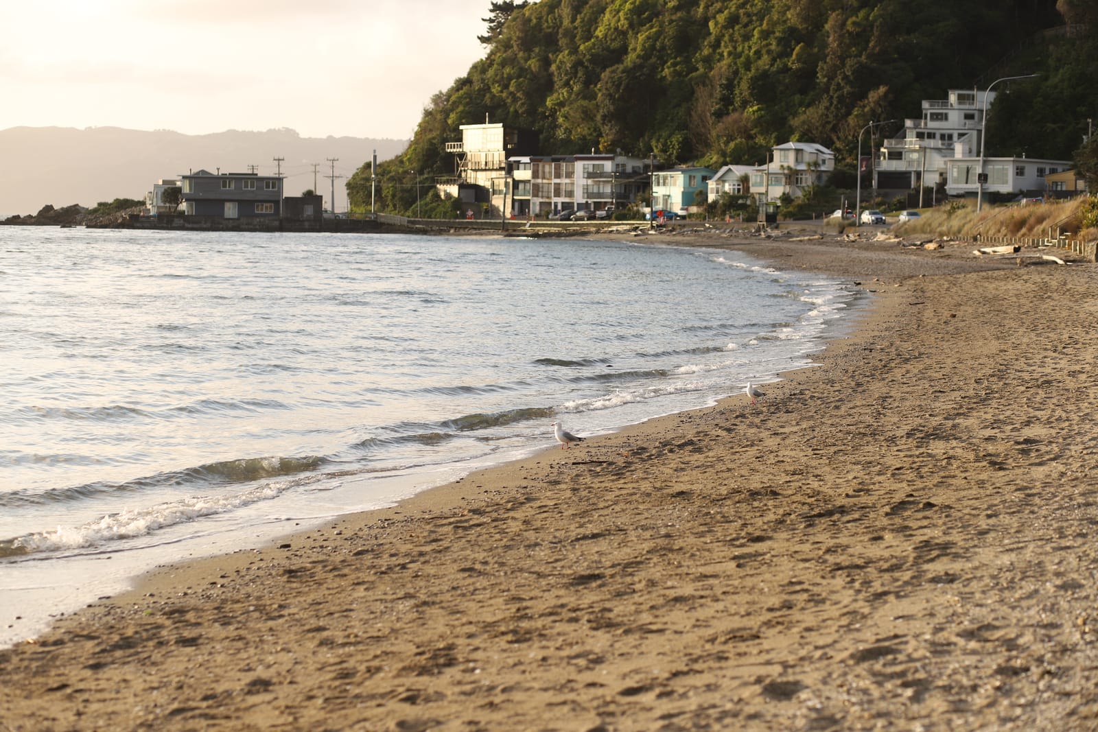 Martins on the shore