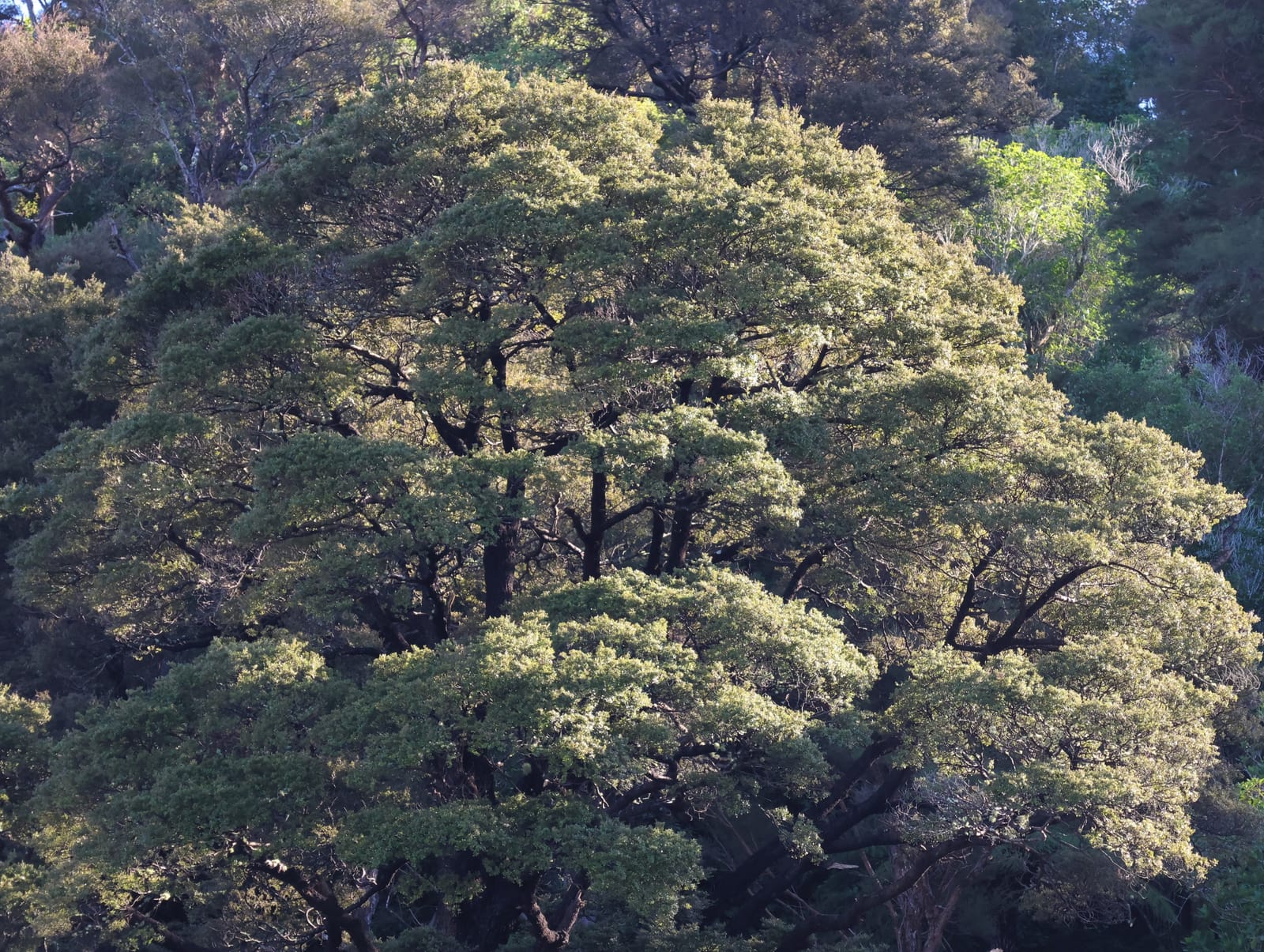 Mature Beech Tree
