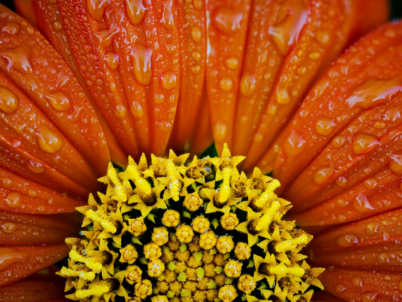 Mexican Sunflower Dew Drops