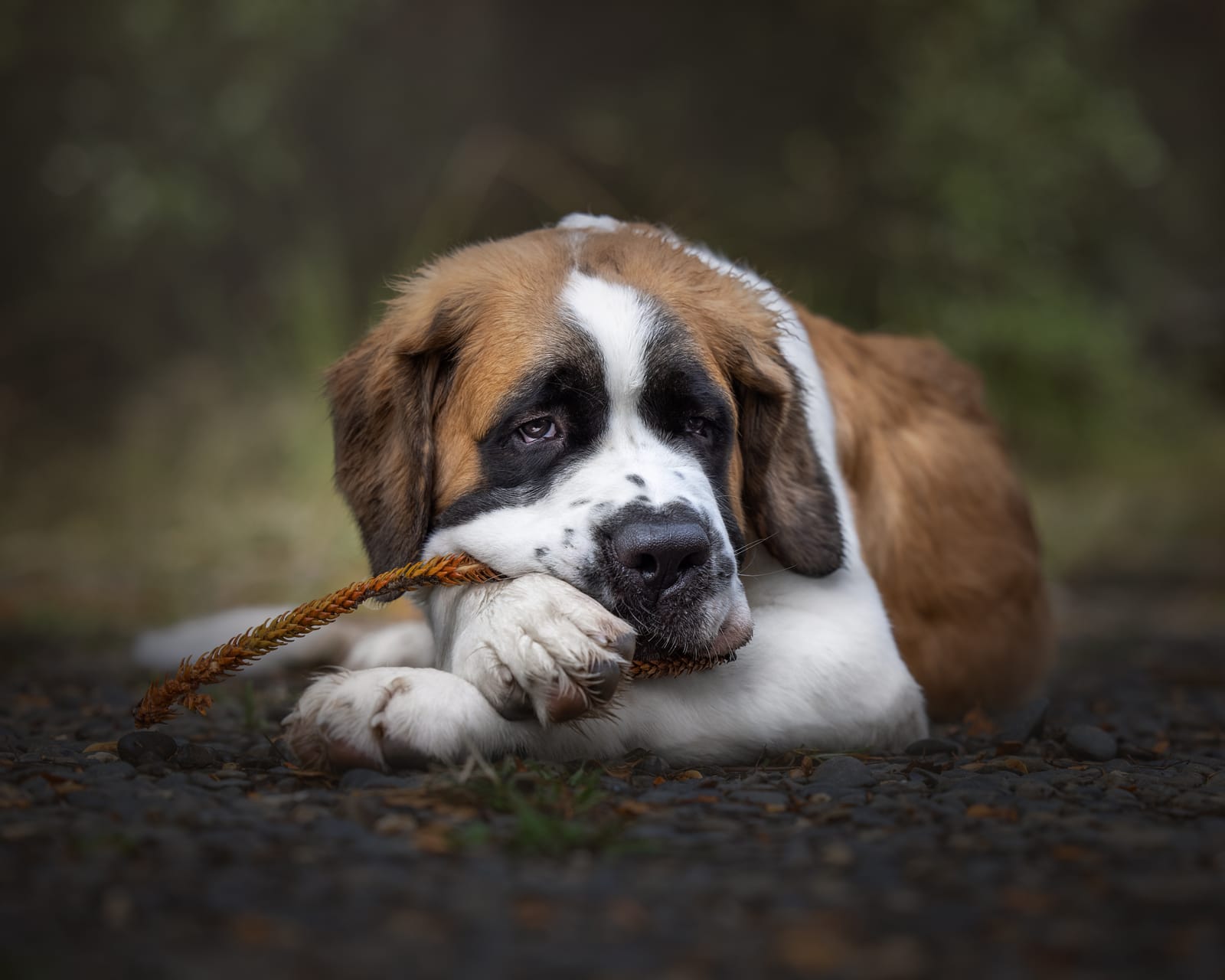 Saint Bernard Dog