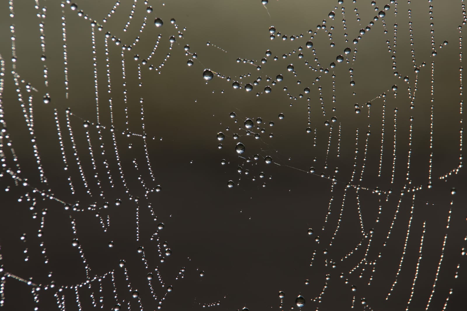 Spider Web
