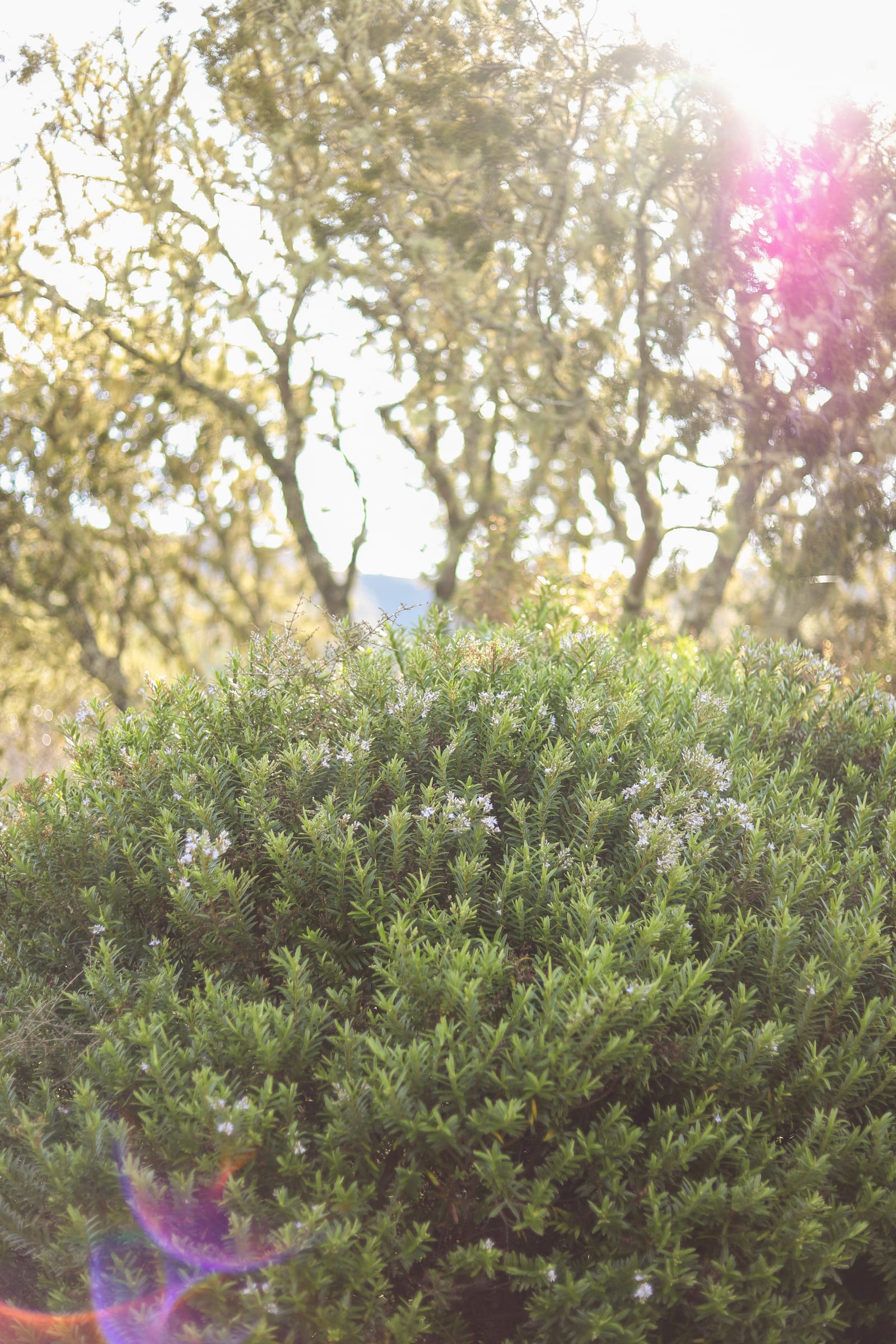 Sunflare & Flowering Bush