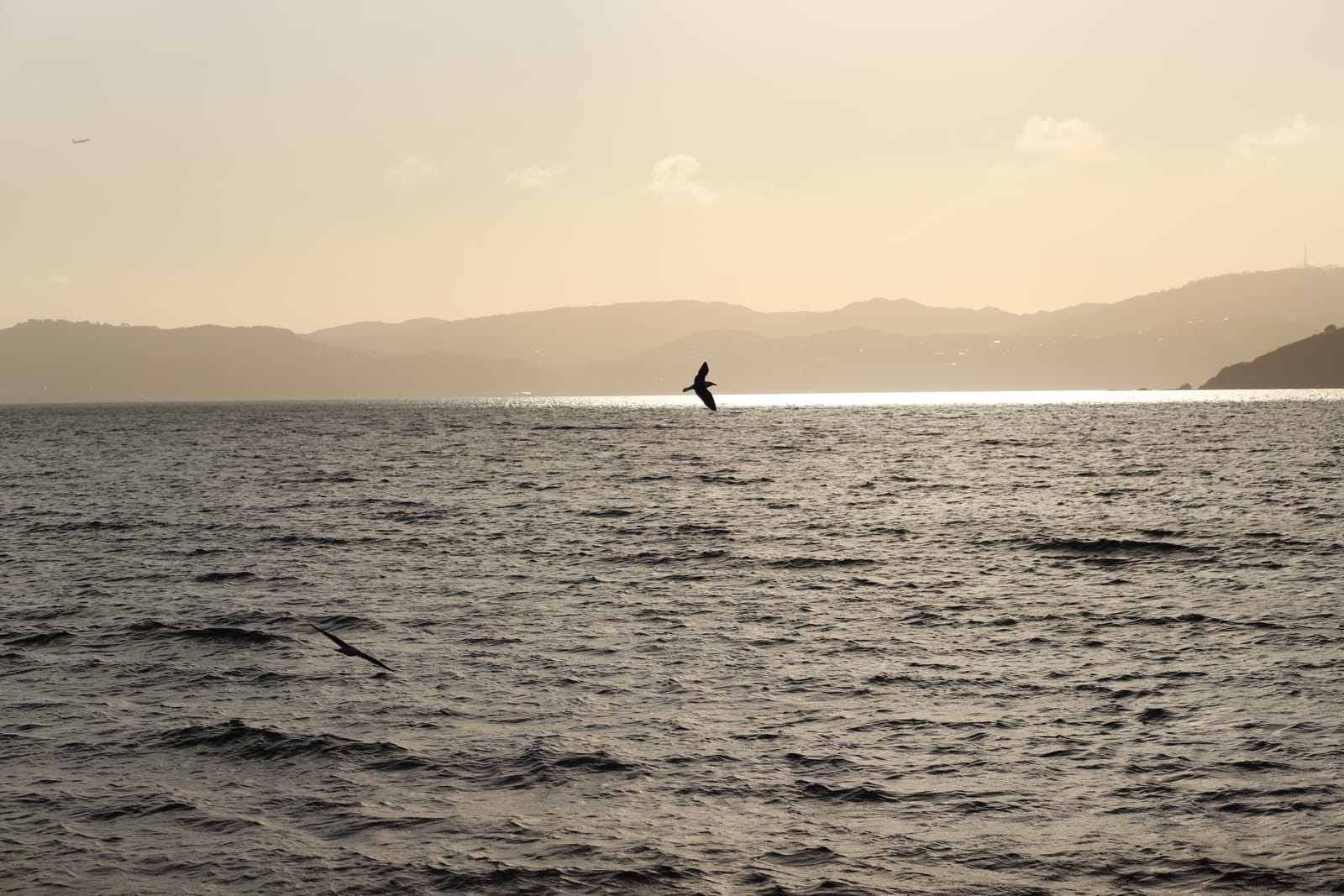 Sunset Flight