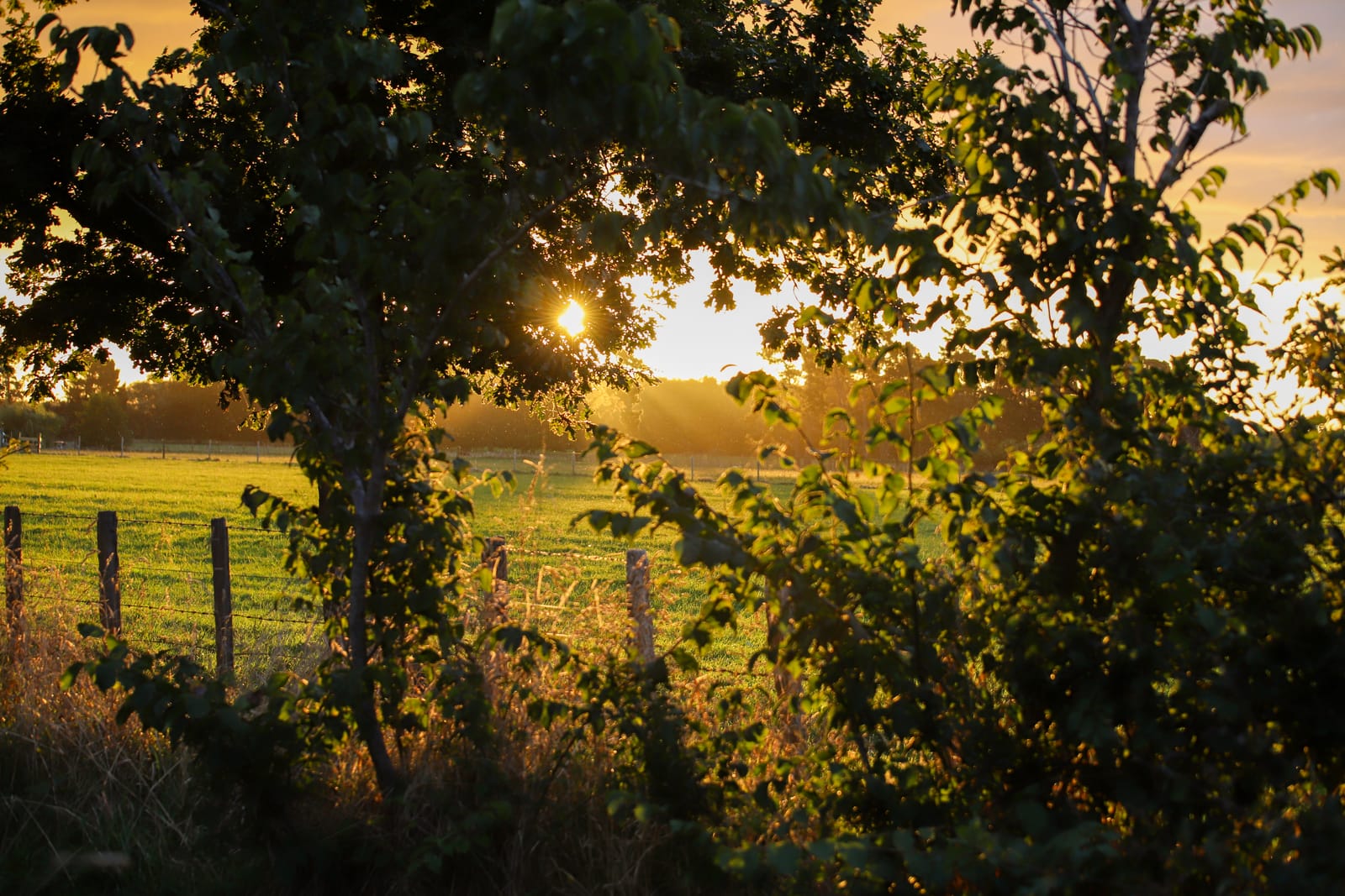 Sunset Over Pasture & Trees