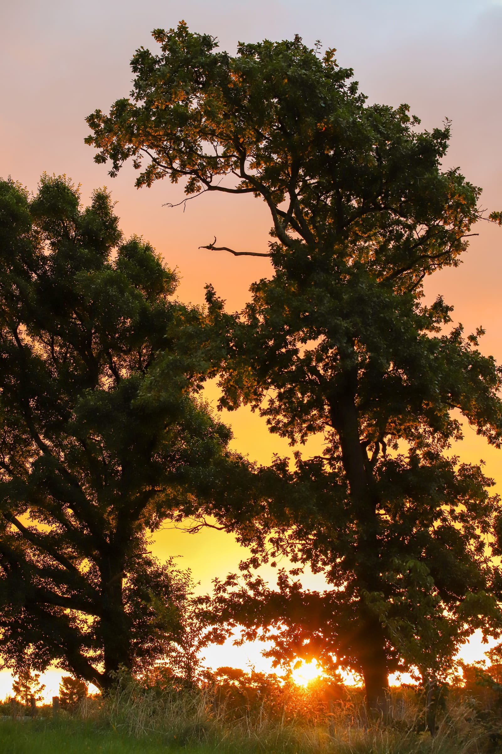 Sunset Through Trees