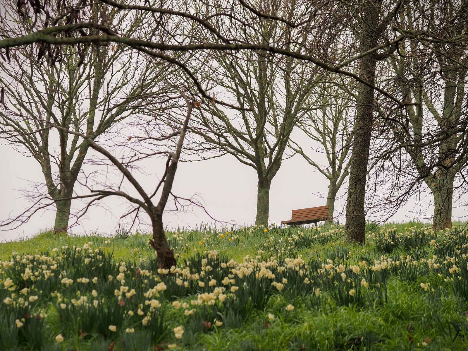 Winter Flowers Trees Seat
