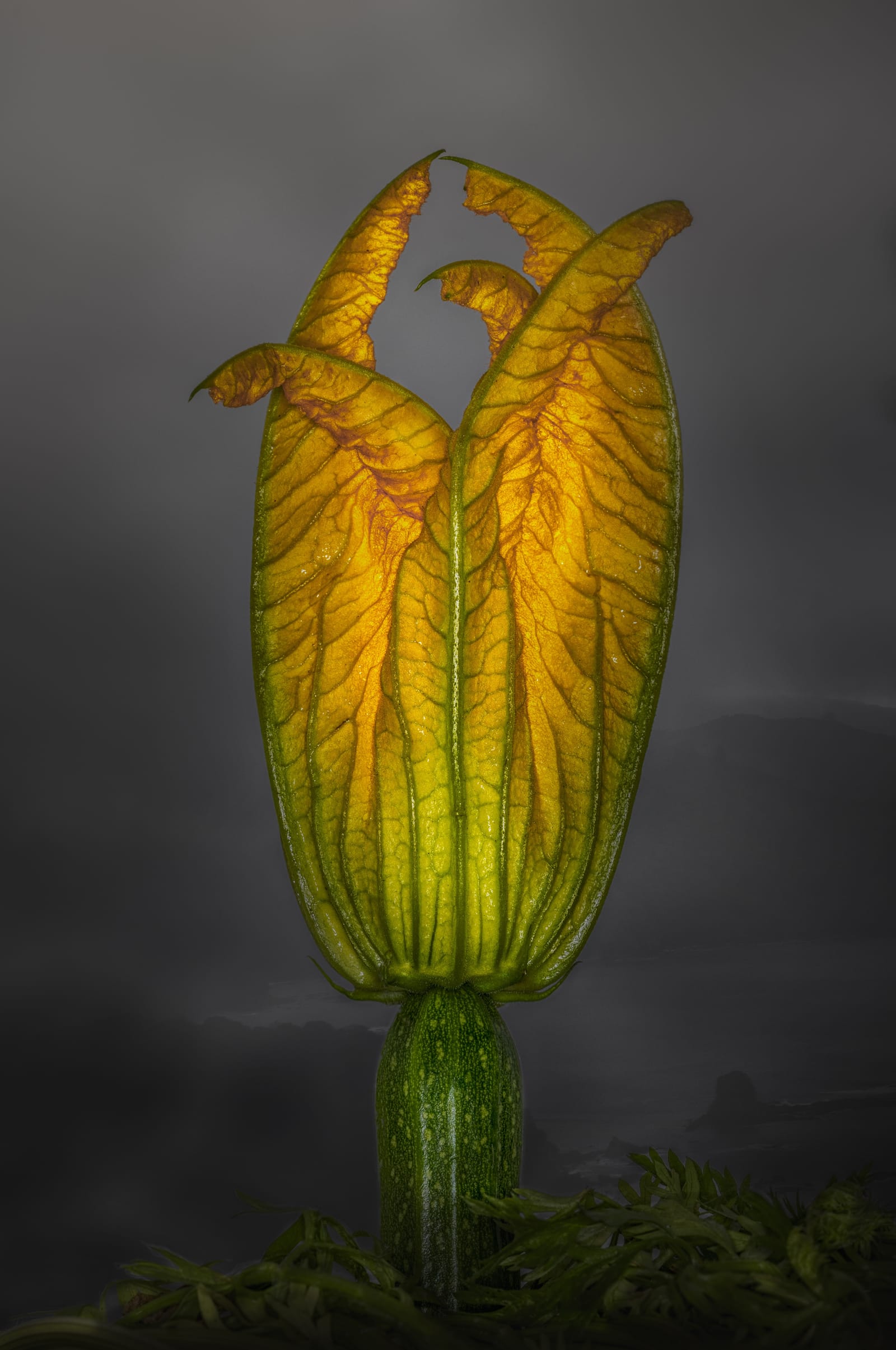 Zucchini Bloom in Mist