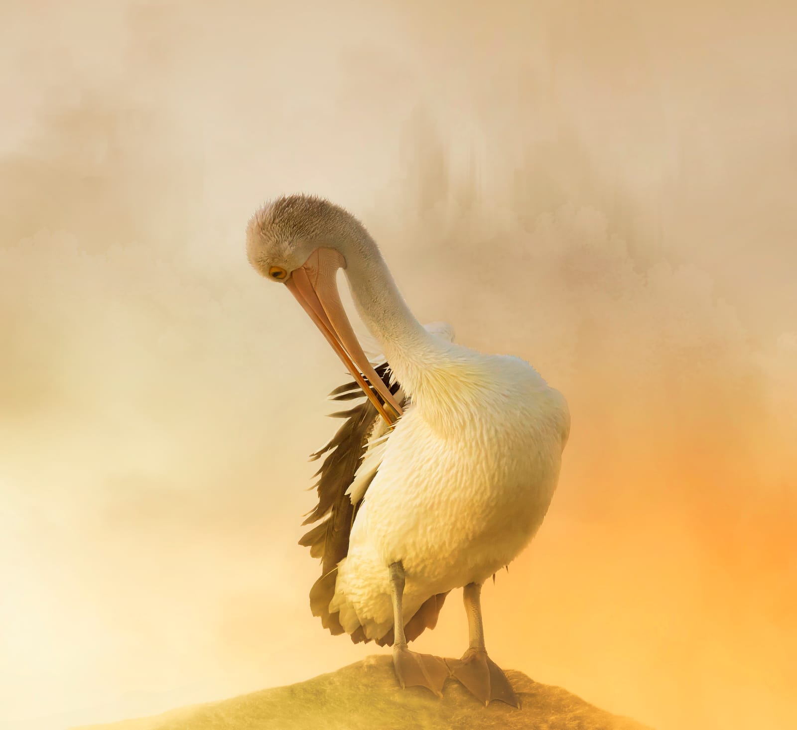 A wonderful bird is a pelican