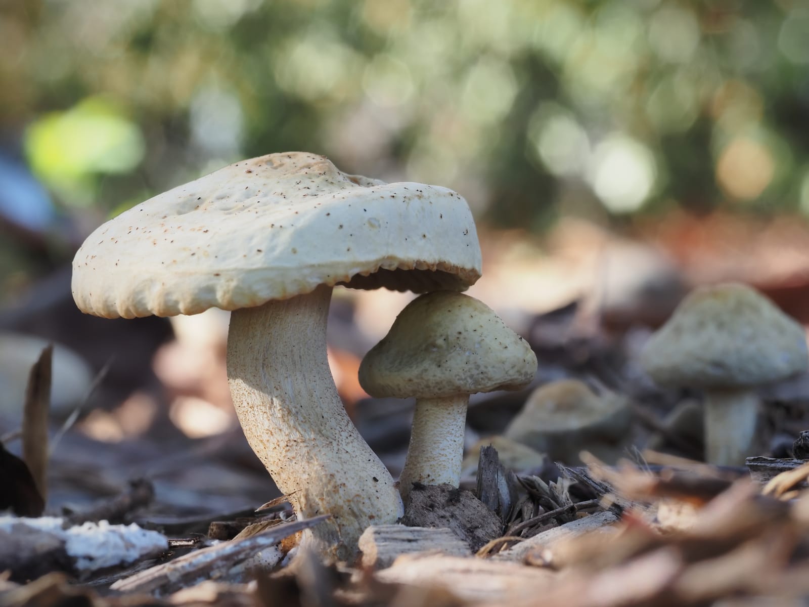 Agrocybe Putaminum Mushrooms