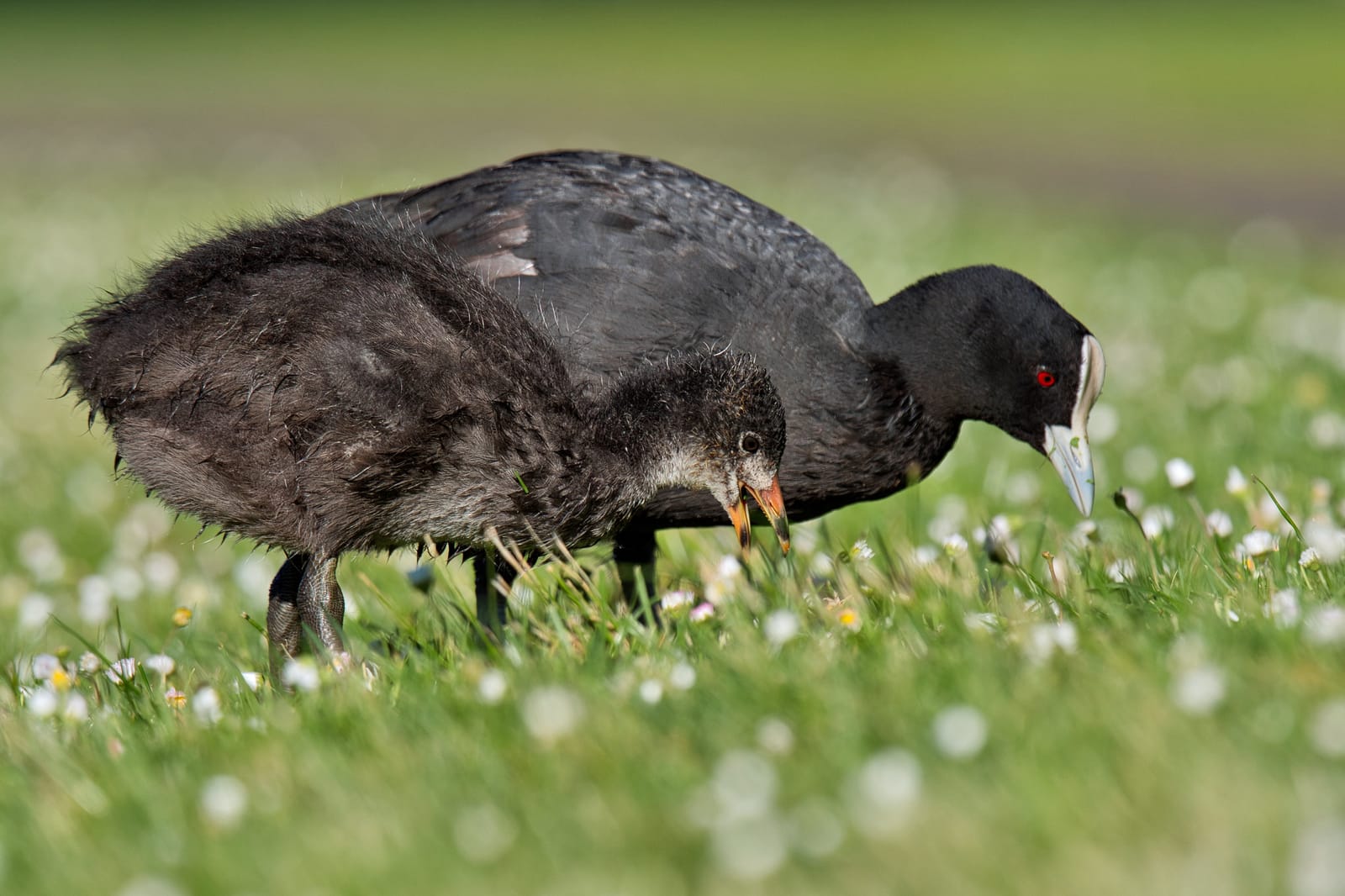 Australian coot and chick