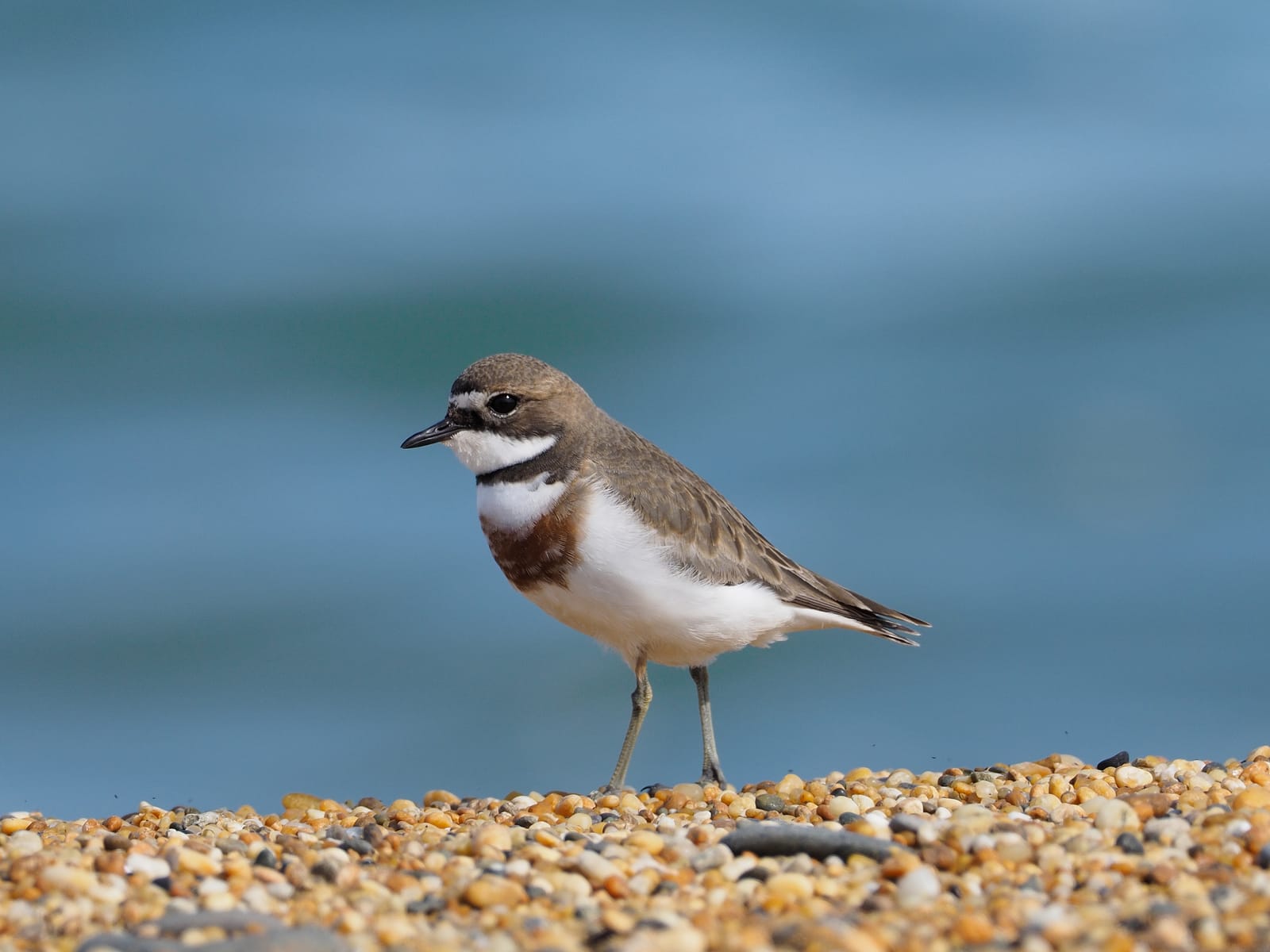 Banded Dotterel