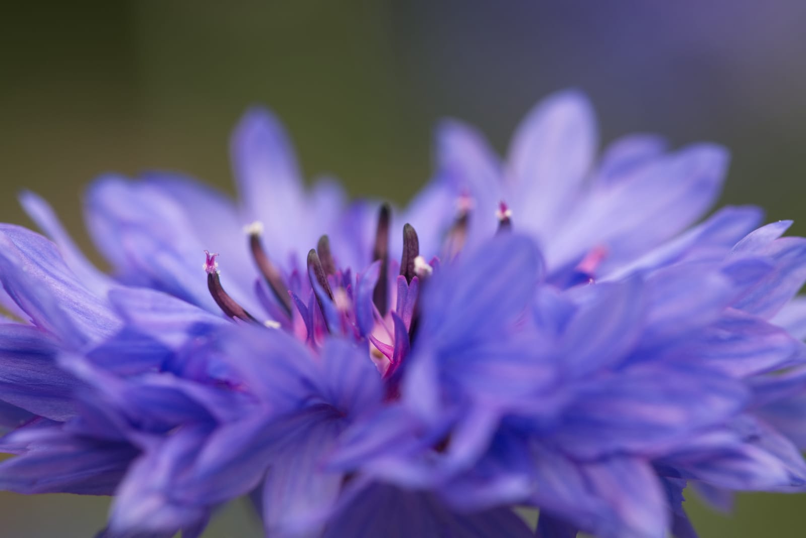 Blue cornflower