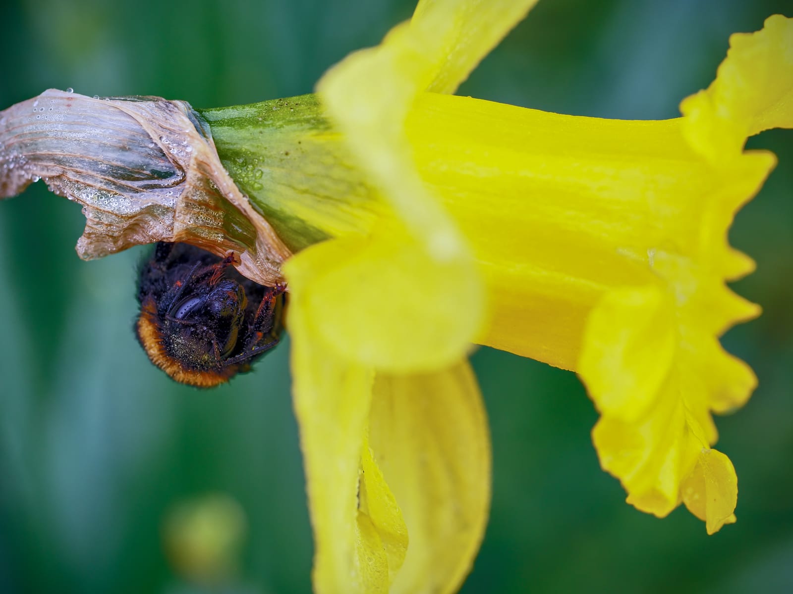 Bumblebee on the daffodil flower