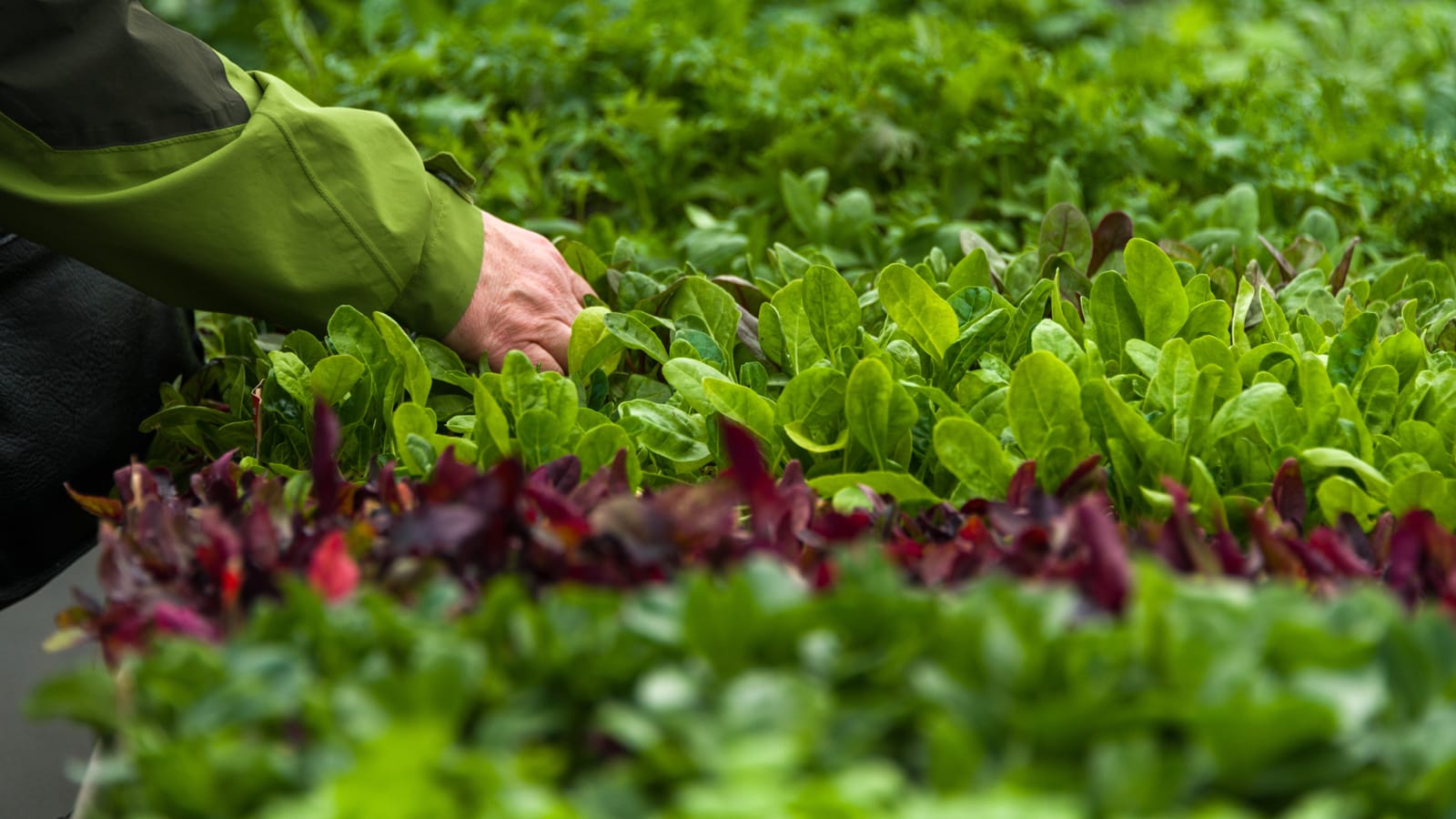 Choosing seedlings for the garden