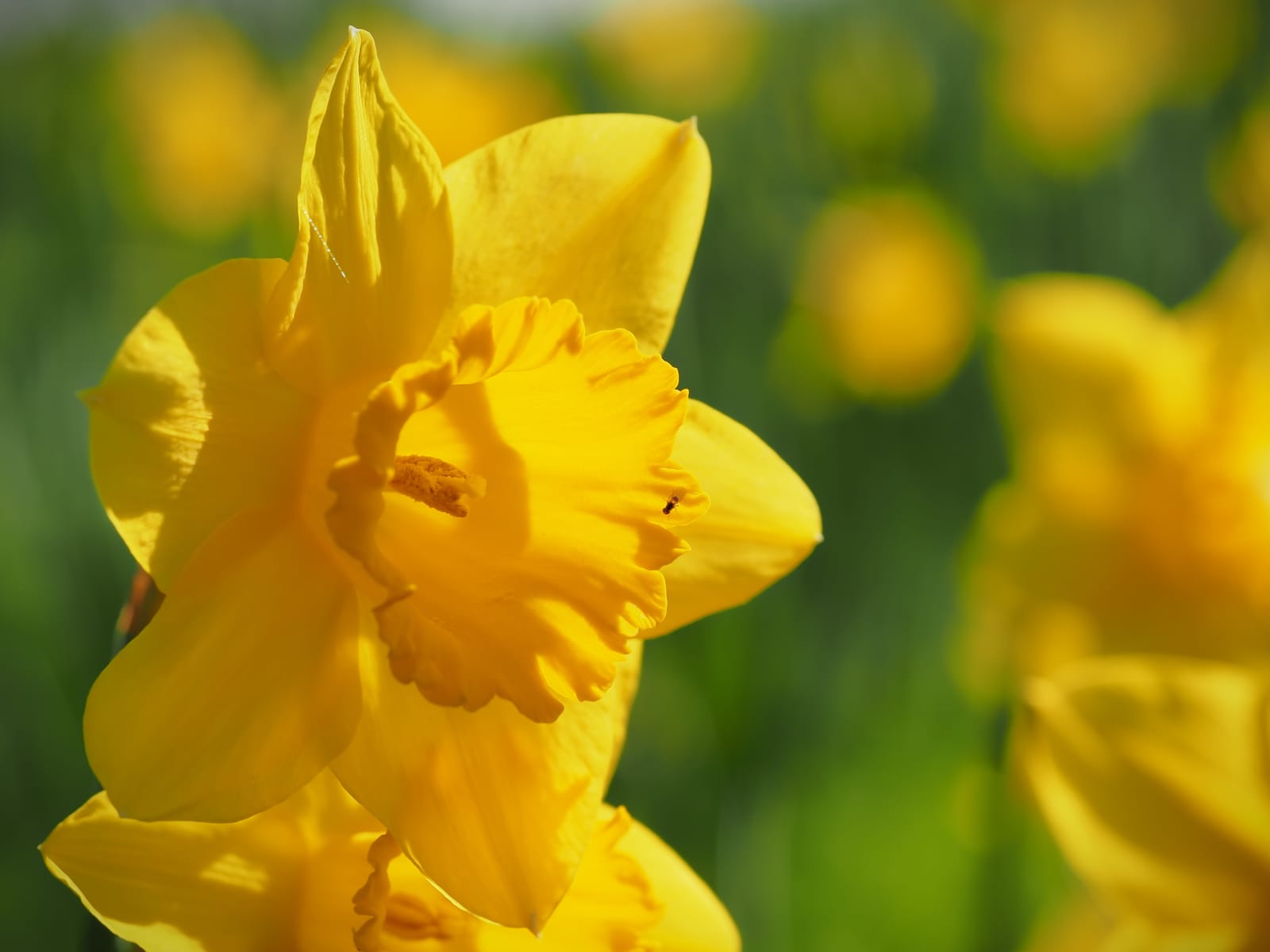 Close-up of yellow daffodil