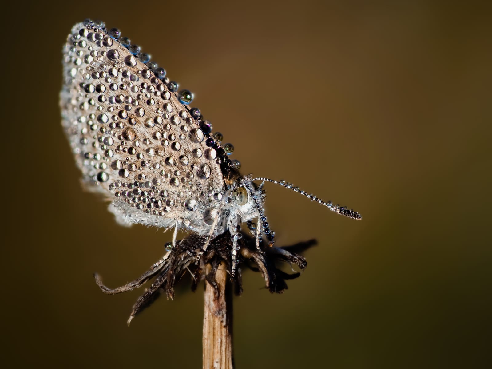 Blue butterfly dew drops