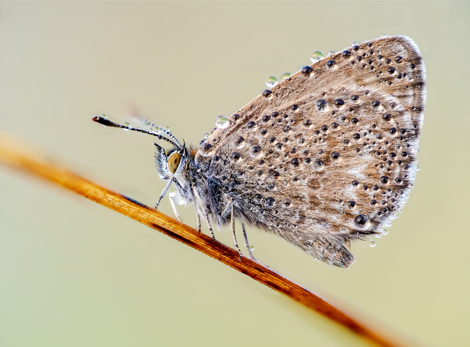 Blue butterfly droplets