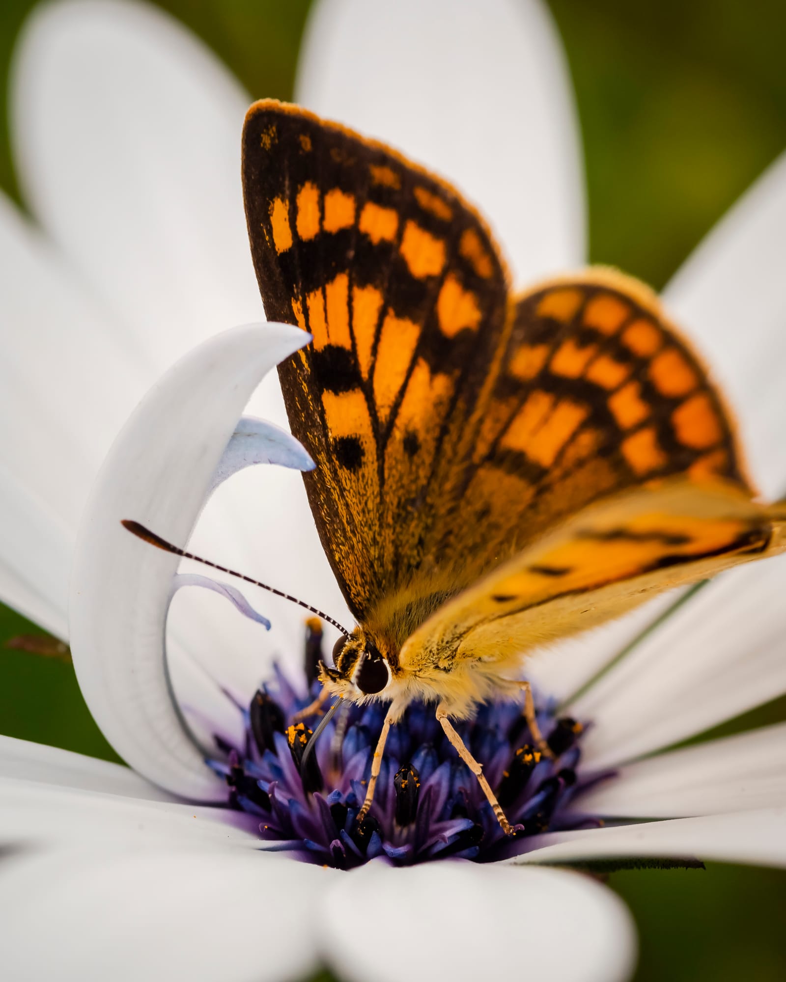 Copper butterfly on the white flower