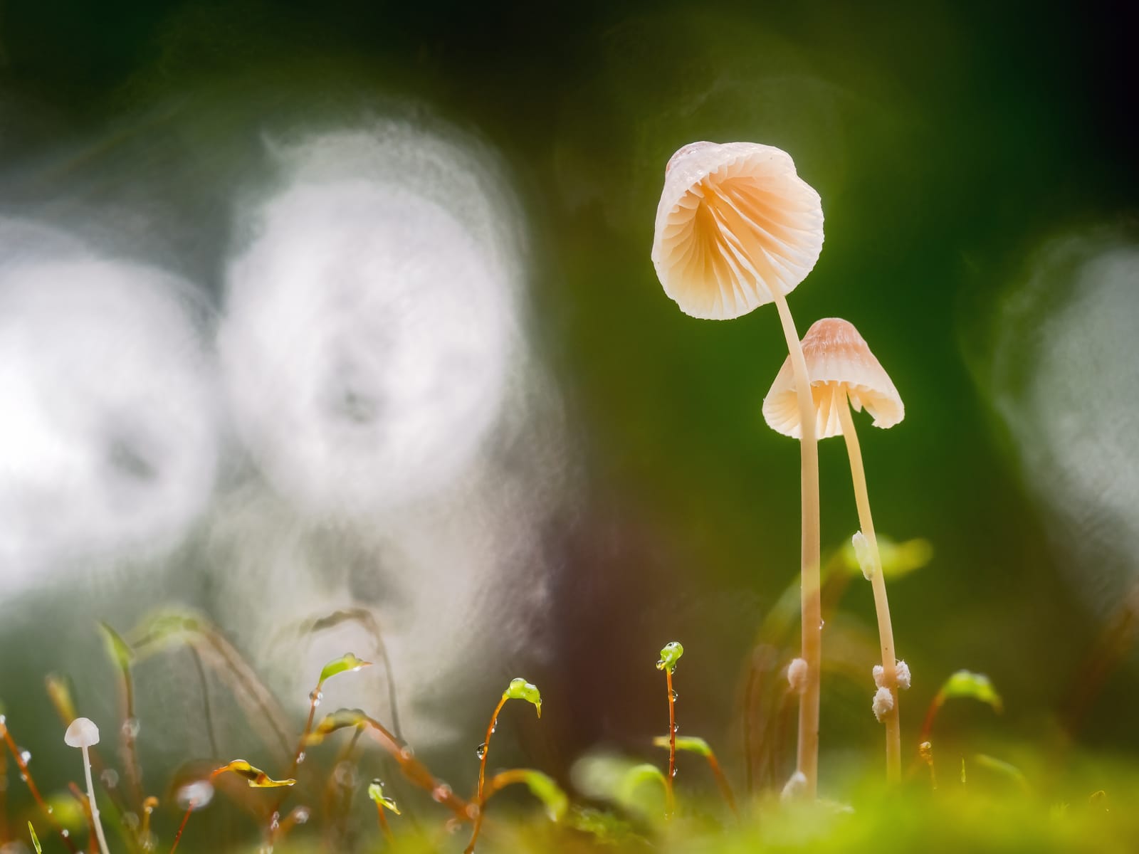 Delicate Bonnet mushrooms