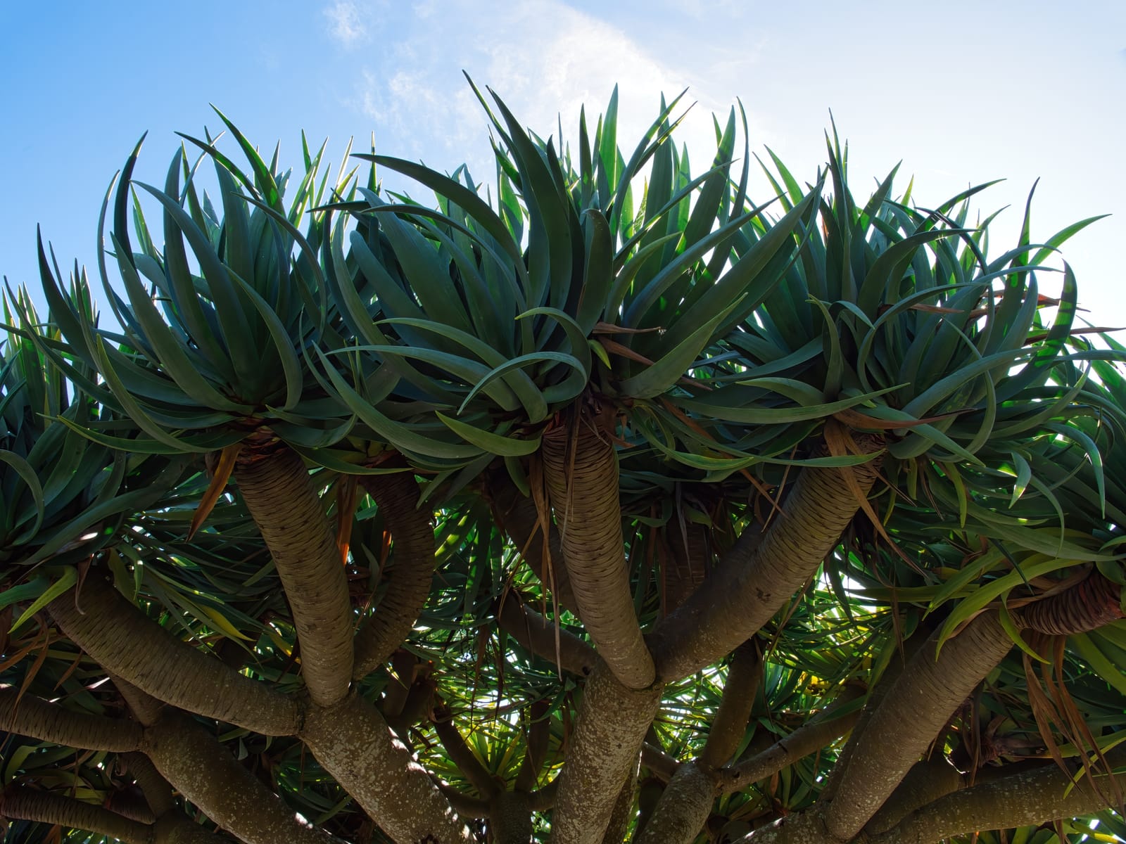 Dragon tree