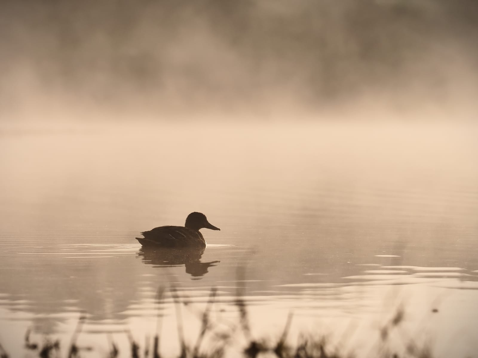Duck on the misty pond