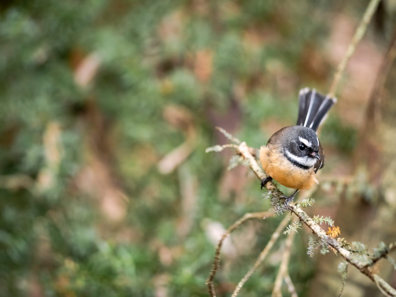 Fantail Piwakawaka
