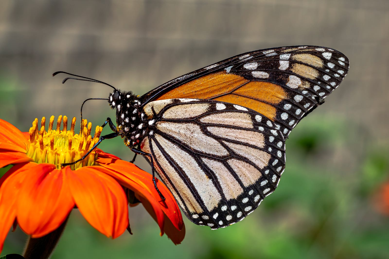 Female Monarch and Mexican sunflower