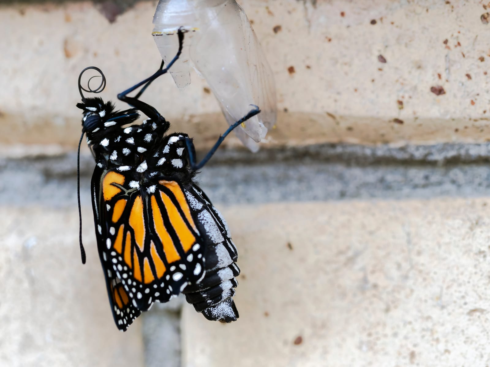 Freshly enclosed Monarch