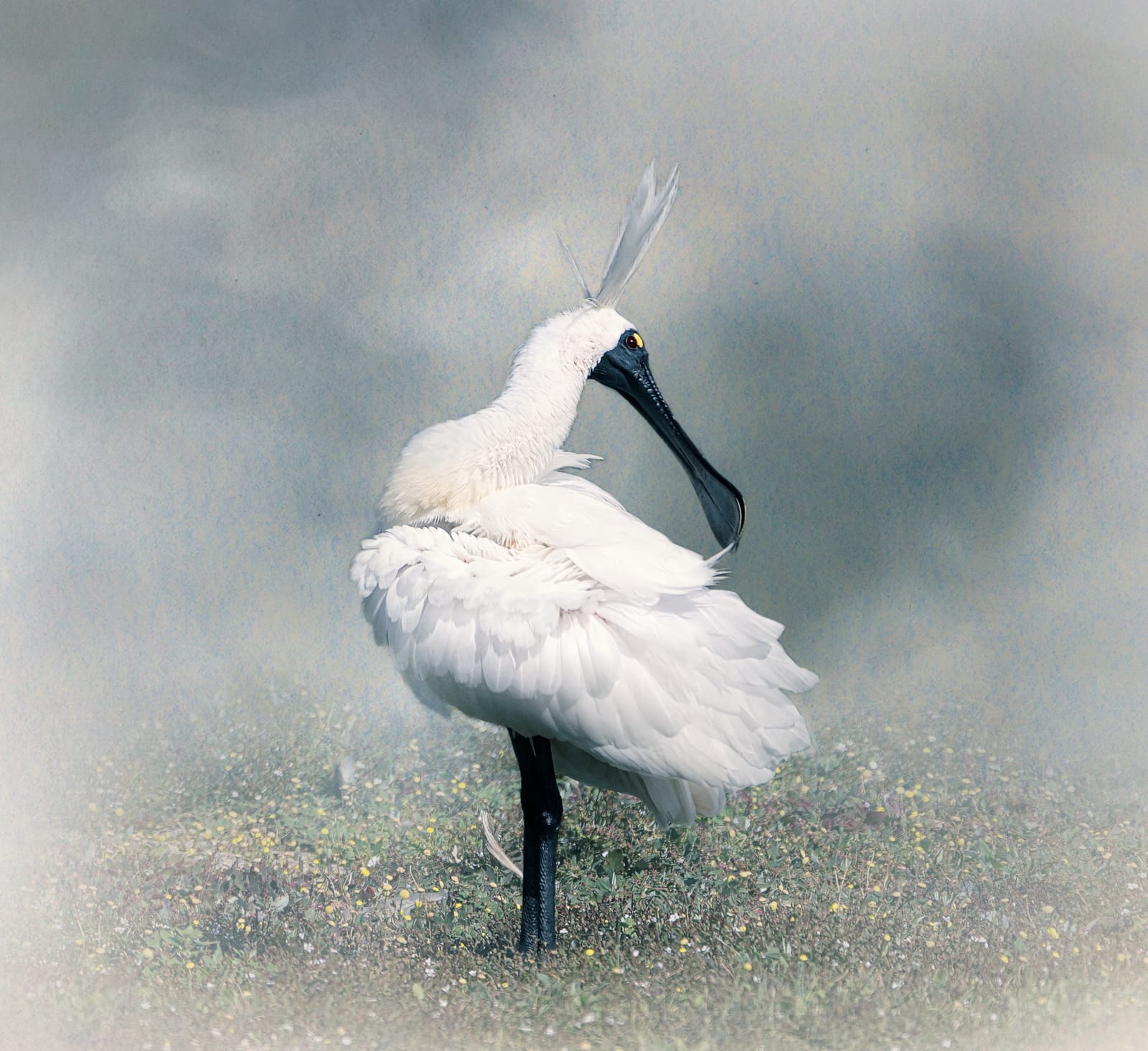 White spoonbill