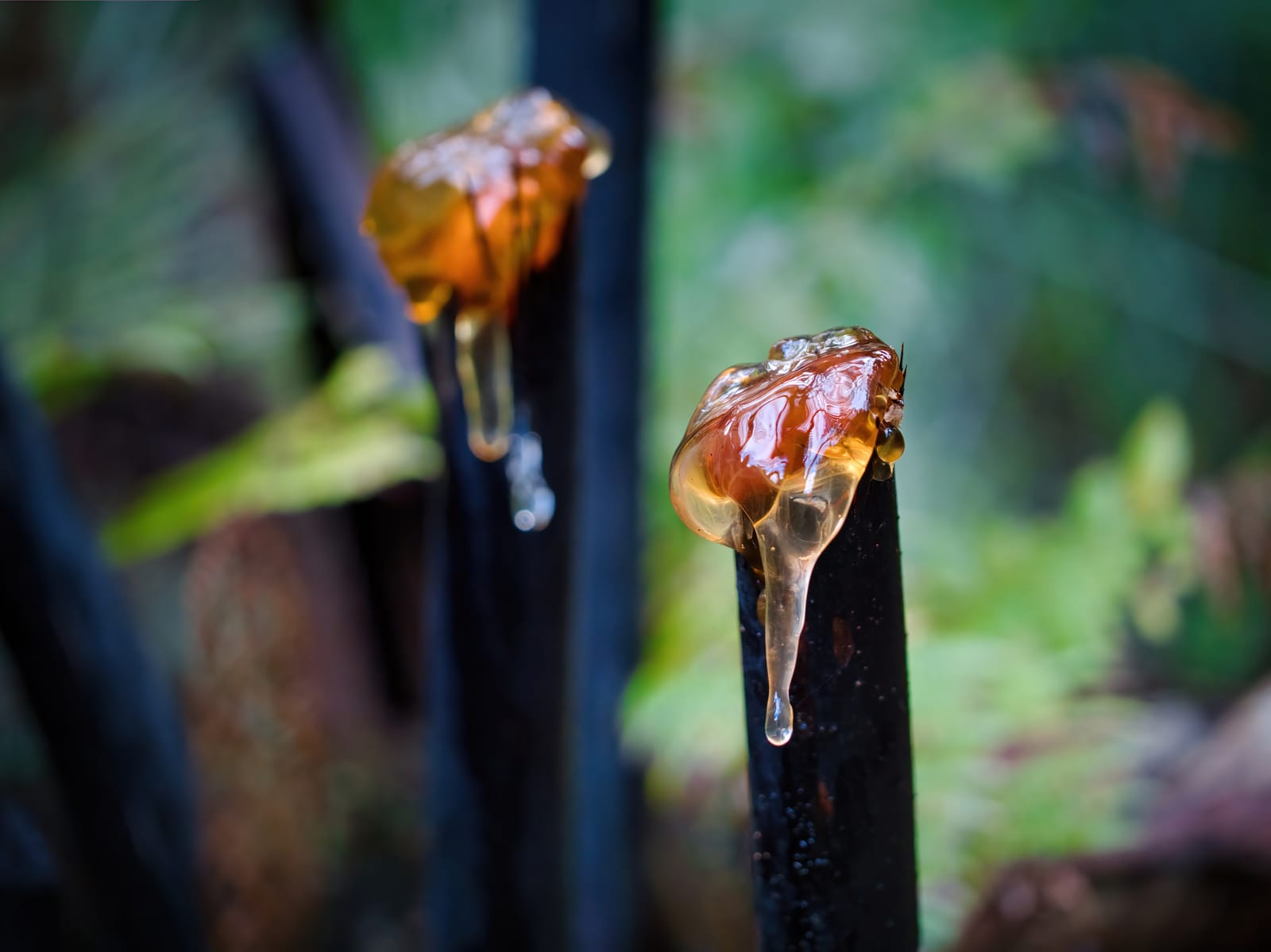 Golden gum of Mamaku stalk