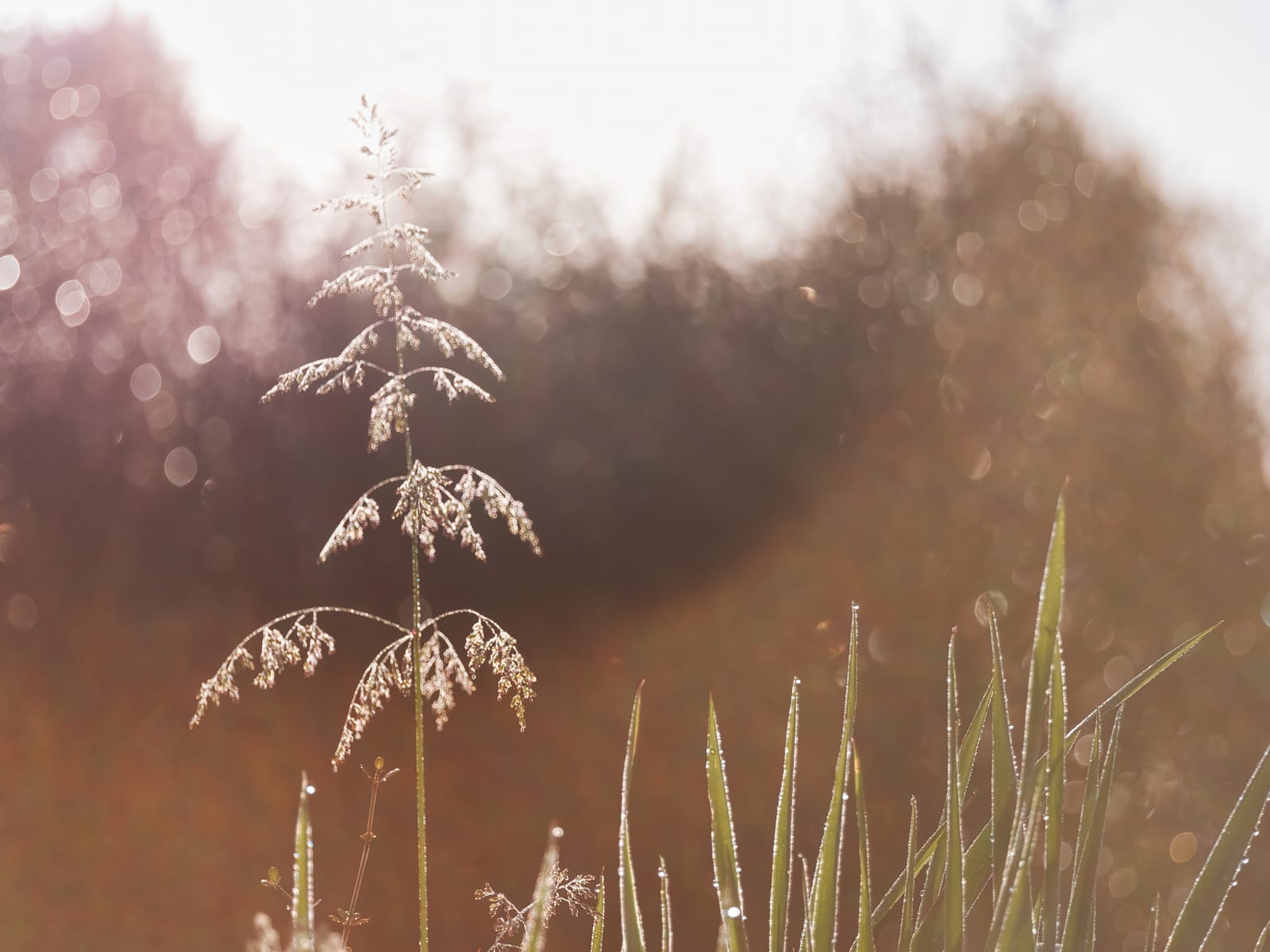 Grass and weeds with dew