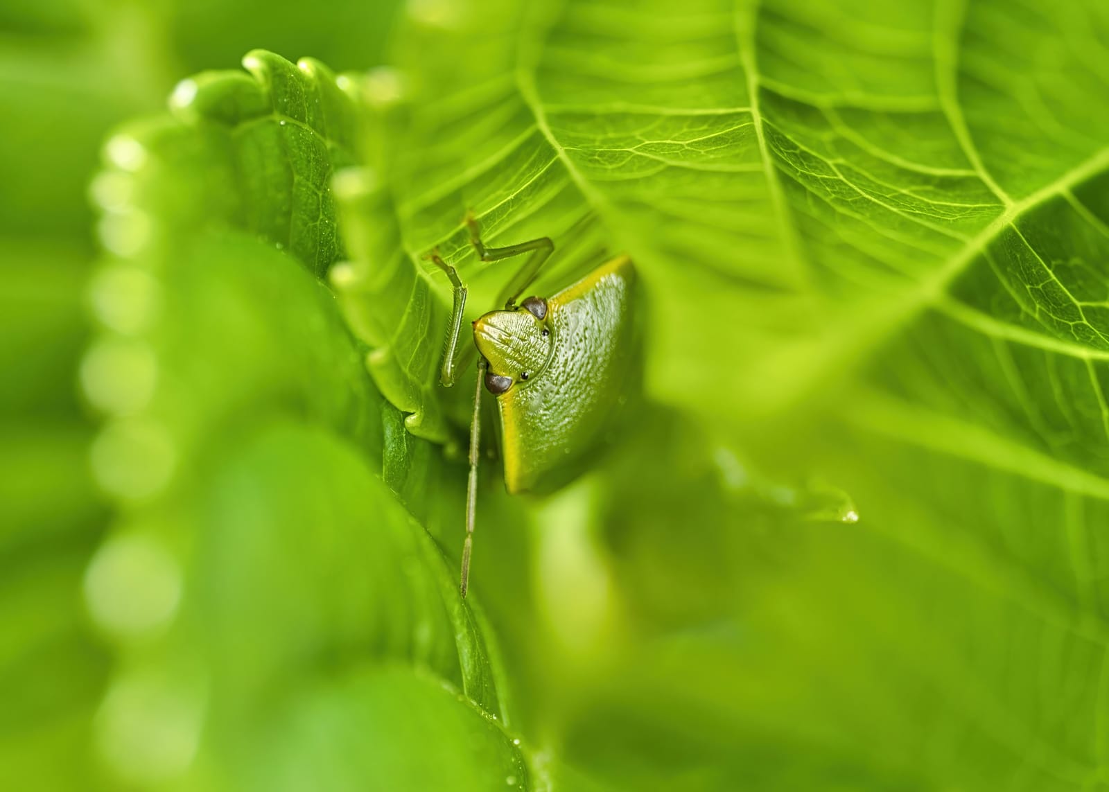 Green shield bug
