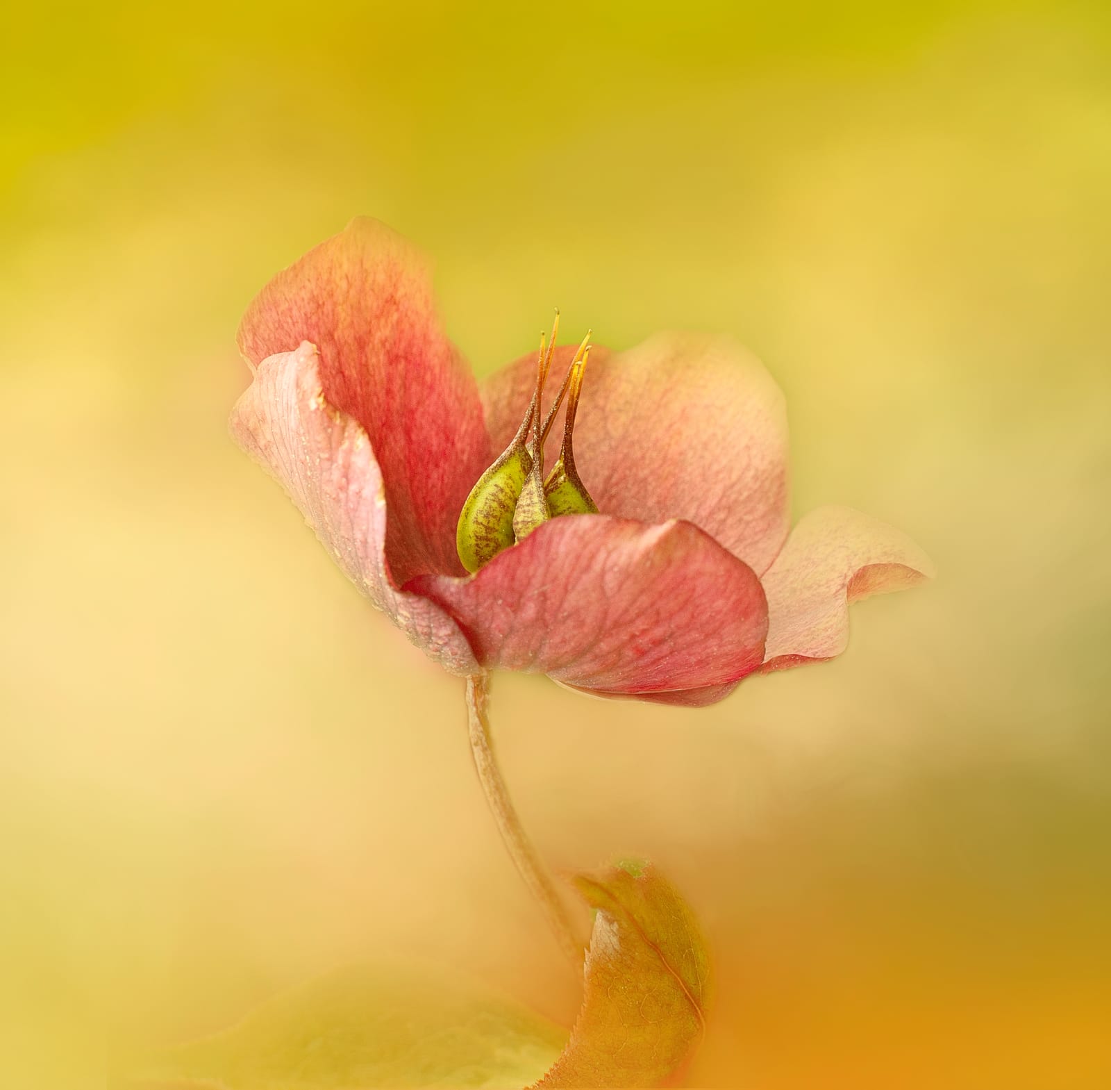 Blooming pink flower
