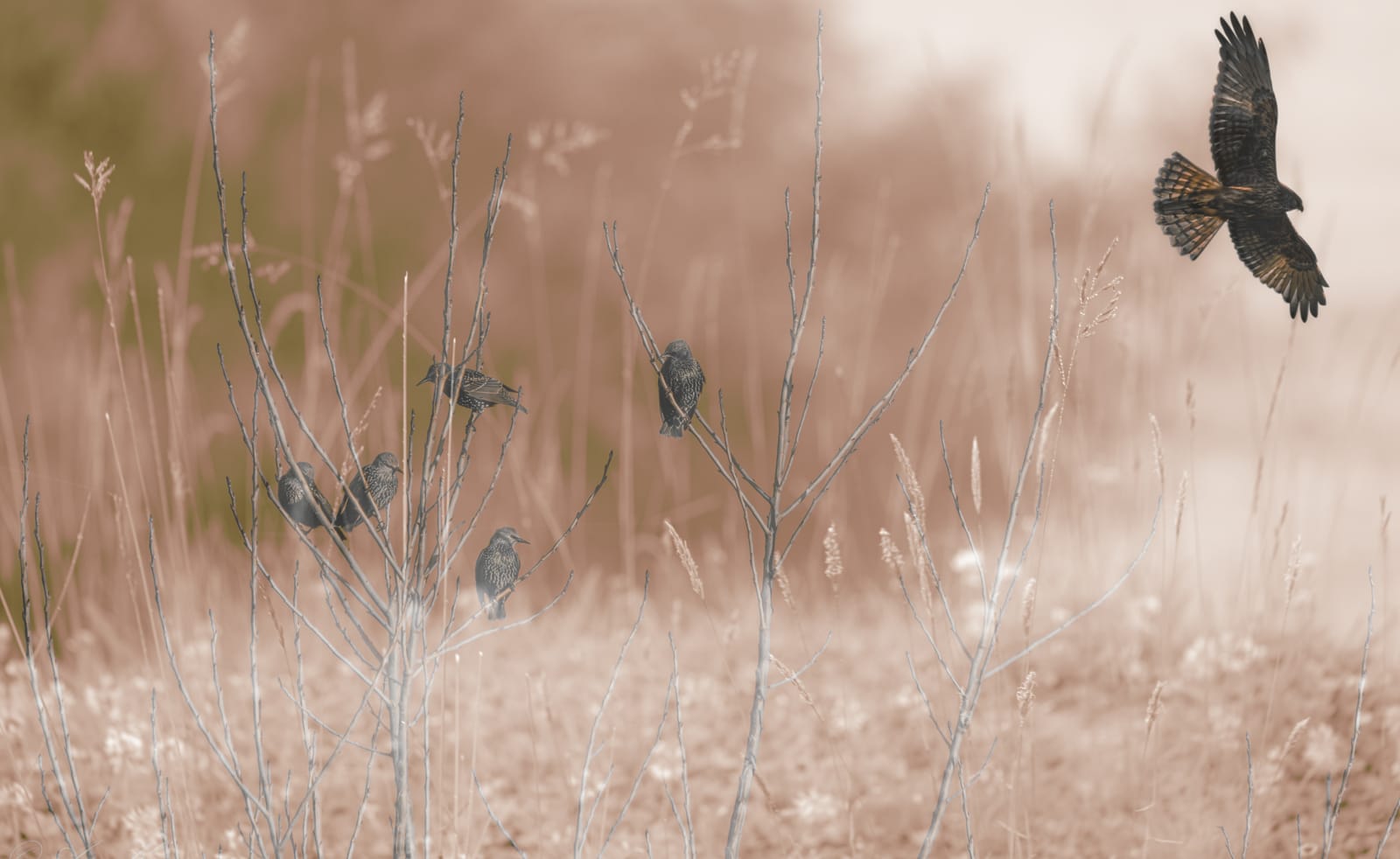 Hawk and starlings