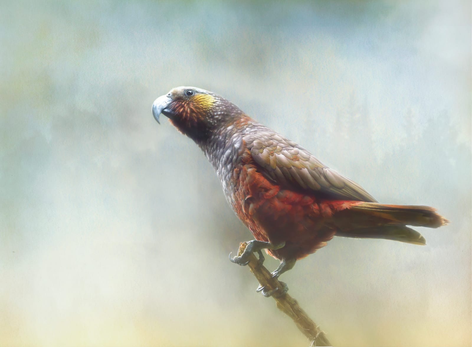 Kākā
