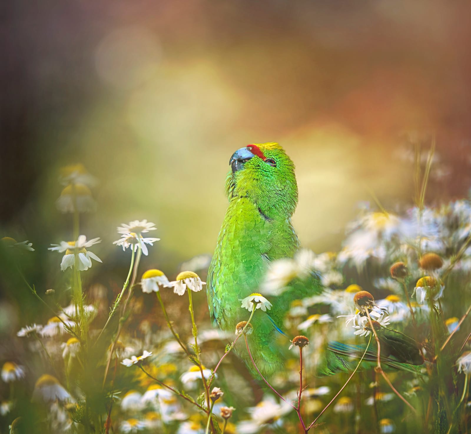 Vivid green parrot
