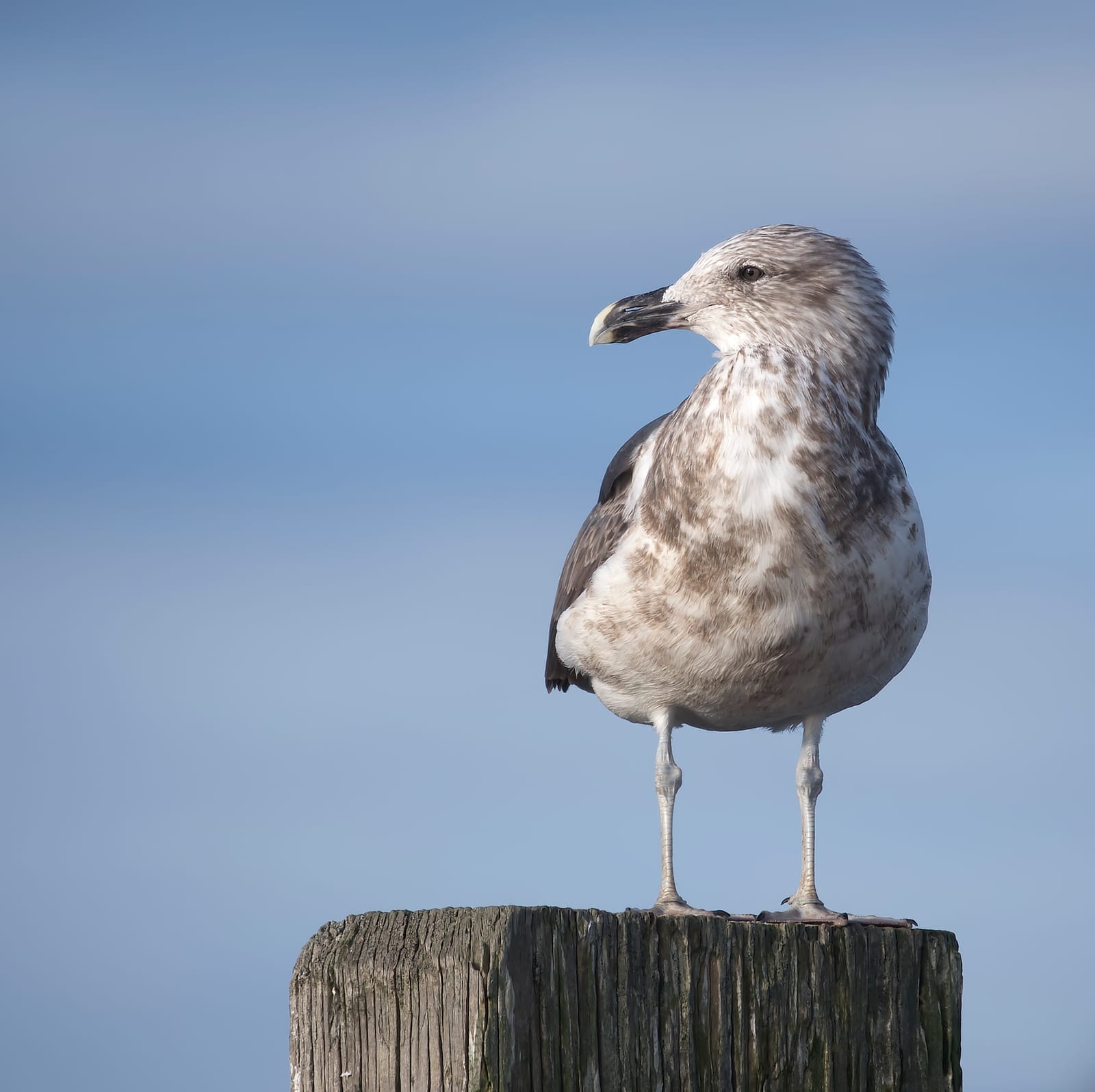 Juvenile black-backed gull