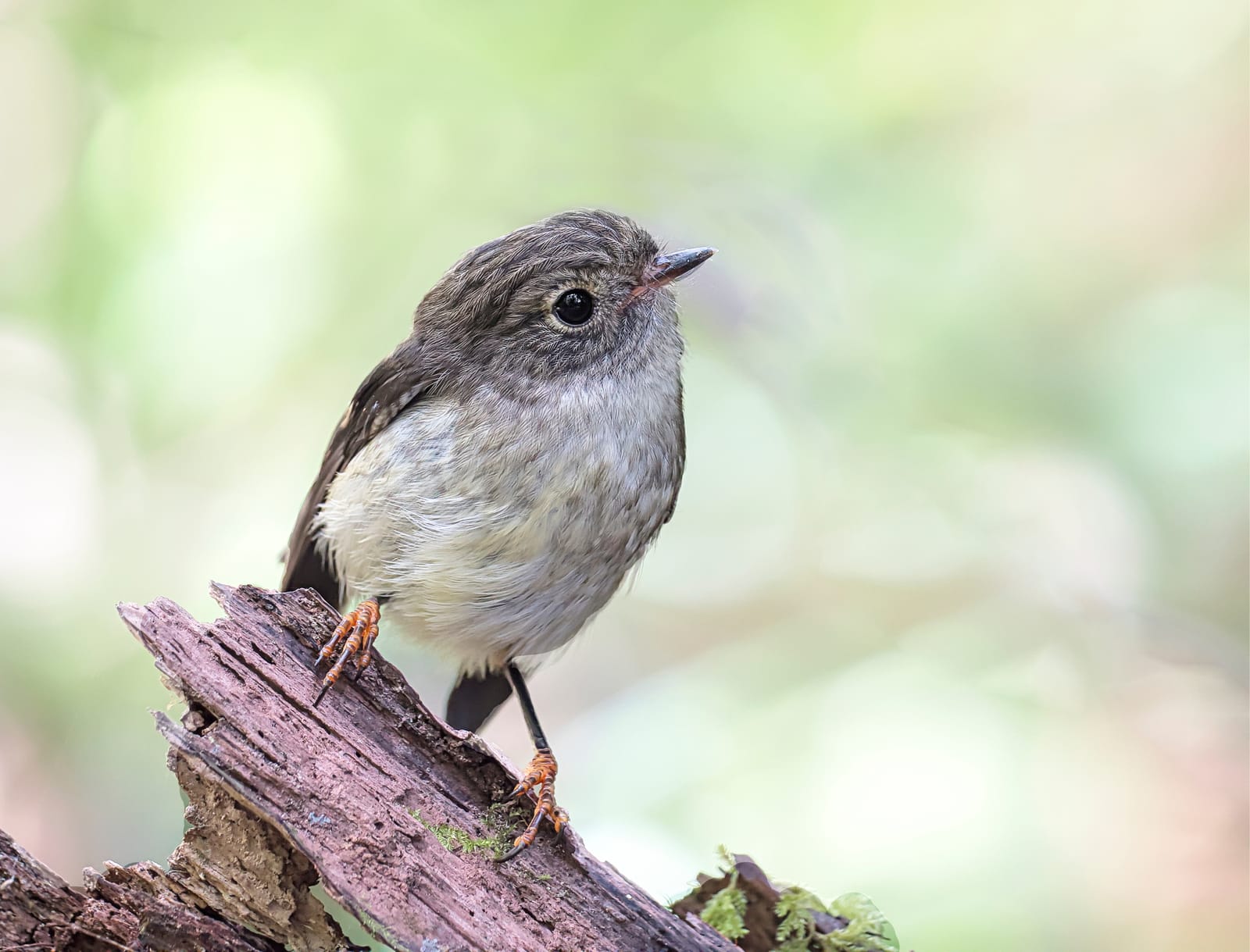 Juvenile female tomtit