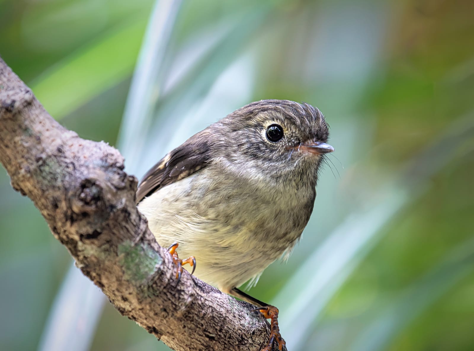 Juvenile tomtit