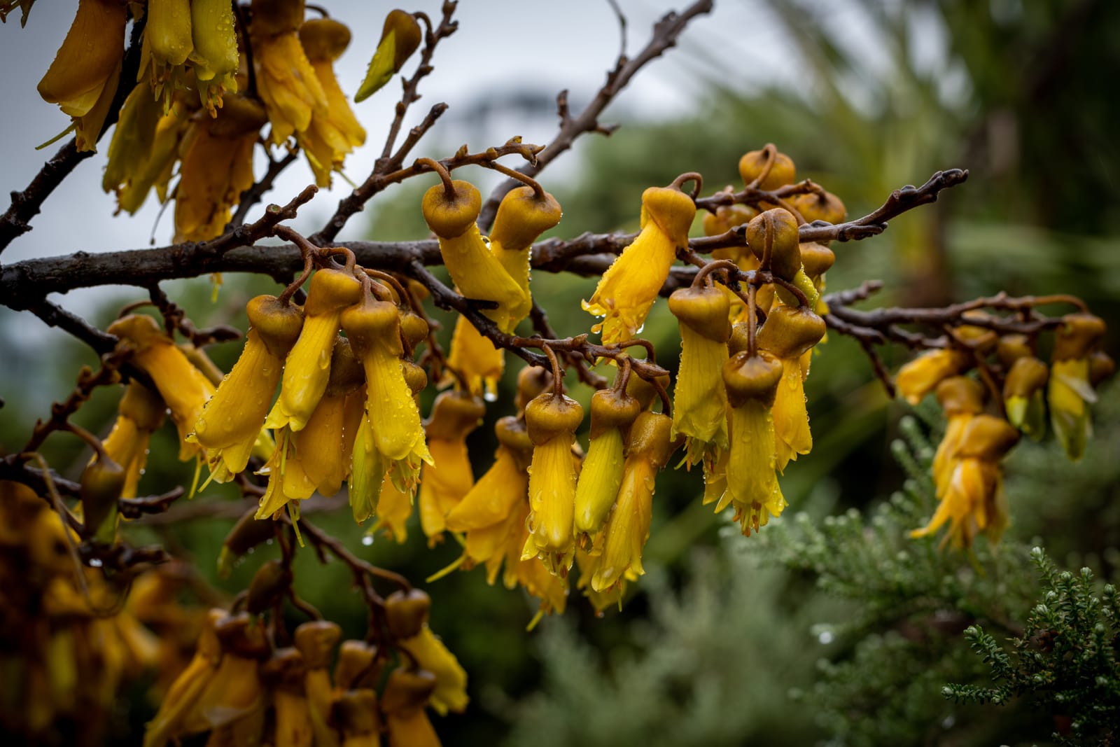 Kowhai