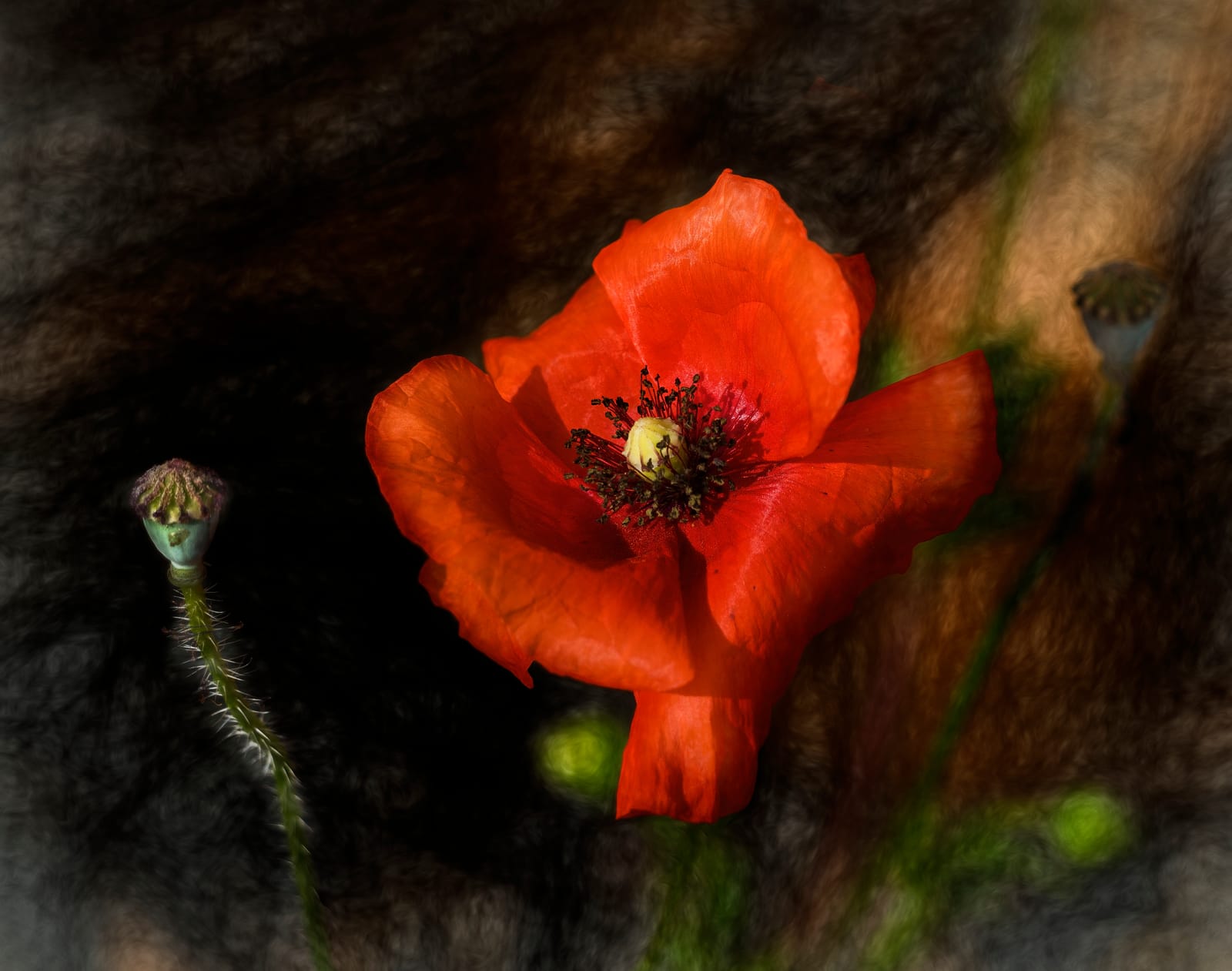 Red poppy