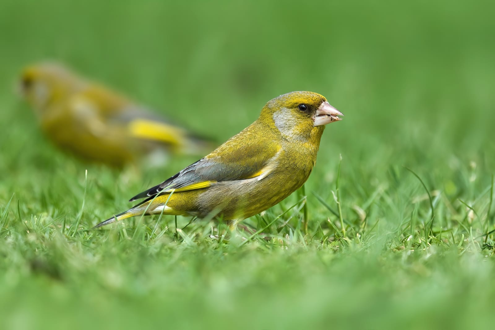 Male European greenfinch