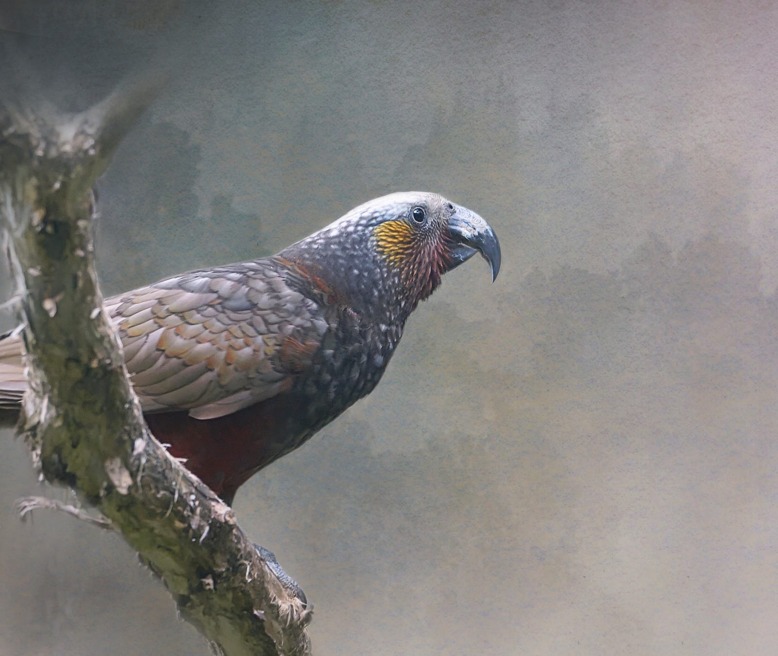 Kākā
