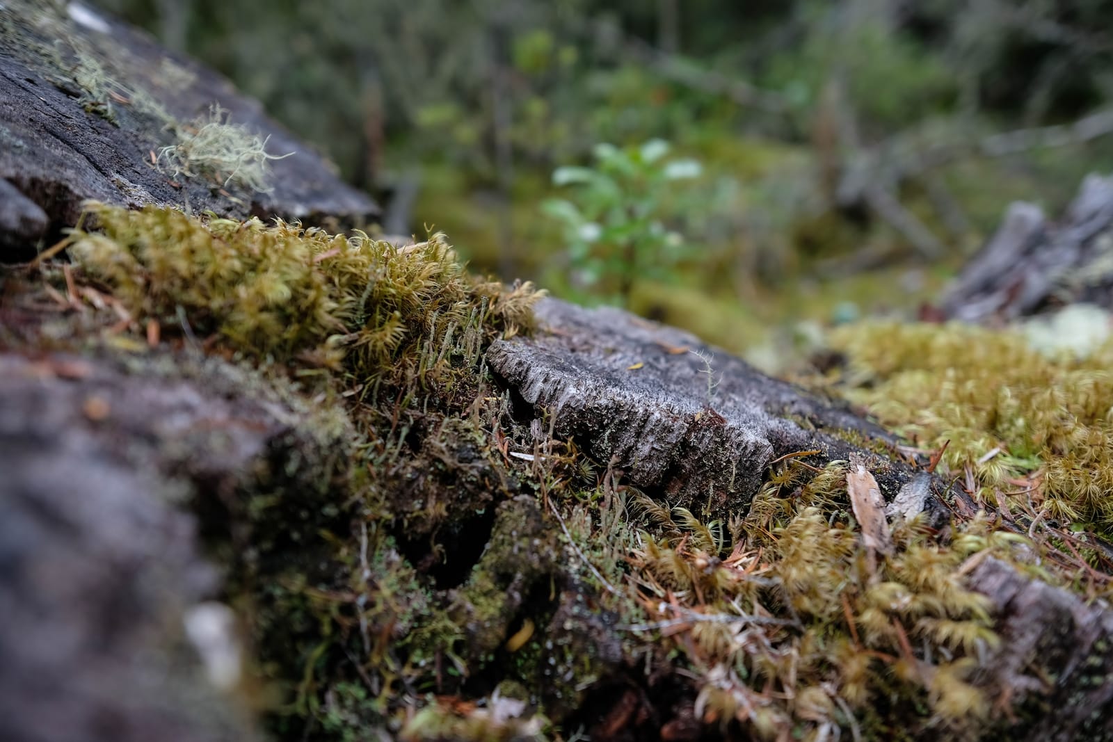 Moss-covered tree stump