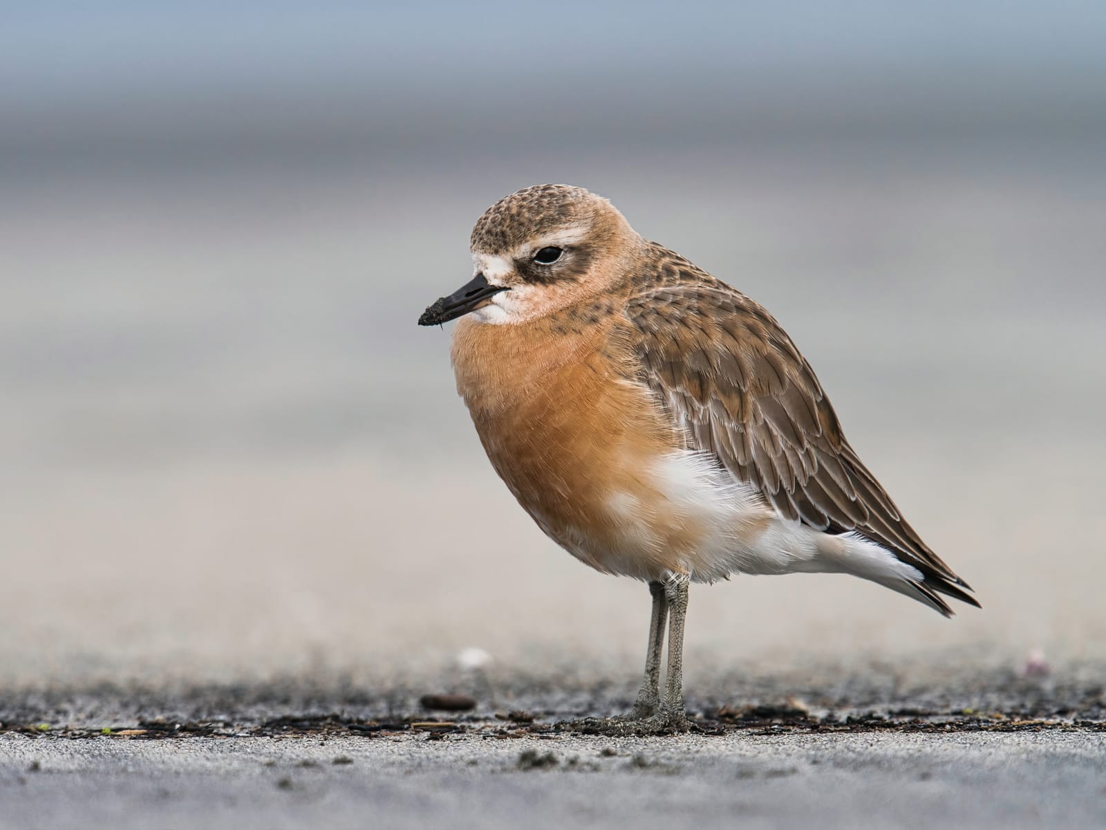 NZ dotterel