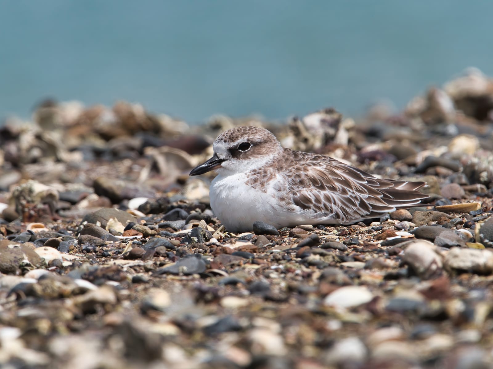 NZ dotterel