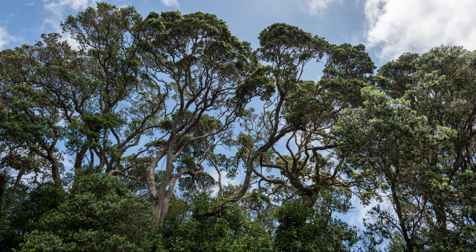 Northland Pohutukawa