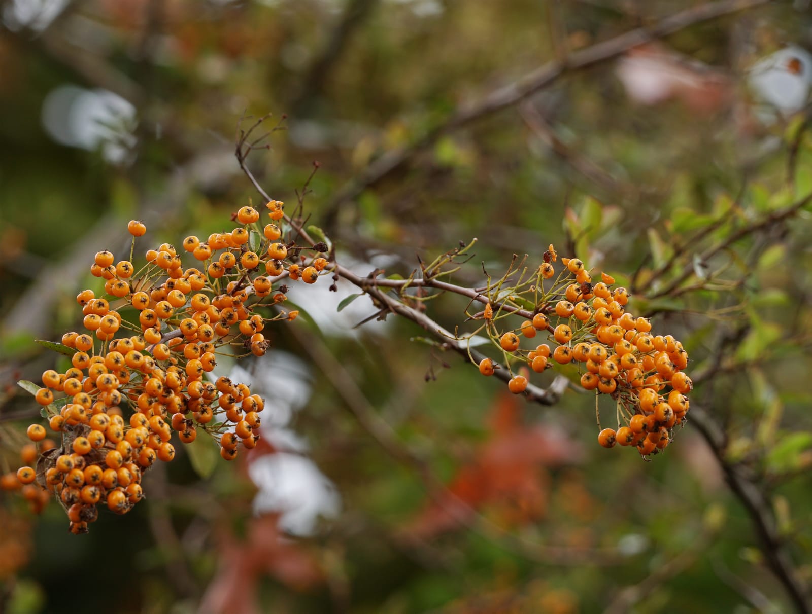 Orange autumn berries pyracantha